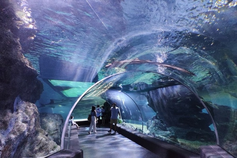 aquaria pluket, aquarium 2024, aquarium 2567, dolphinarium pattaya, monsters aquarium pattaya, sea life bangkok, sea life bangkok ocean world, sisaket aquarium, under water world, waghor aquarium, ซีไลฟ์ แบงคอก, ซีไลฟ์เปิดโซนใหม่, บึงฉวาก, บึงฉวากเฉลิมพระเกียรติ, พัทยา ดอลฟินนาเรียม, พิพิธภัณฑ์สัตว์น้ำ 2024, พิพิธภัณฑ์สัตว์น้ำ 2567, พิพิธภัณฑ์สัตว์น้ำบางแสน, พิพิธภัณฑ์สัตว์น้ำหว้ากอ, มอนสเตอร์ อควาเรียม, ศูนย์แสดงพันธุ์สัตว์น้ำศรีสะเกษ, สถานแสดงพันธุ์สัตว์น้ำระยอง, สถาบันวิทยาศาสตร์ทางทะเล, อควาดรียม ระยอง, อควาเรีย ภูเก็ต, อควาเรียม 2024, อควาเรียม 2567, อควาเรียม ม.บูพา, อควาเรียมชลบุรี, อควาเรียมบางแสน, อควาเรียมหว้ากอ, อควาเรียมใกล้กรุงเทพ, อันเดอร์วอเตอร์ เวิลด์, อันเดอร์วอเตอร์ เวิลด์ พัทยา, อุโมงค์ปลา, โลมาพัทยา, top 10+ อควาเรียมในประเทศไทย กรกฎาคม 2024 เด็ดโดนใจ ผจญภัย ตื่นตาตื่นใจไปกับโลกใต้น้ำ