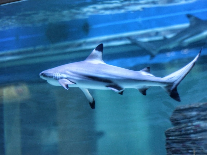 aquaria pluket, aquarium 2024, aquarium 2567, dolphinarium pattaya, monsters aquarium pattaya, sea life bangkok, sea life bangkok ocean world, sisaket aquarium, under water world, waghor aquarium, ซีไลฟ์ แบงคอก, ซีไลฟ์เปิดโซนใหม่, บึงฉวาก, บึงฉวากเฉลิมพระเกียรติ, พัทยา ดอลฟินนาเรียม, พิพิธภัณฑ์สัตว์น้ำ 2024, พิพิธภัณฑ์สัตว์น้ำ 2567, พิพิธภัณฑ์สัตว์น้ำบางแสน, พิพิธภัณฑ์สัตว์น้ำหว้ากอ, มอนสเตอร์ อควาเรียม, ศูนย์แสดงพันธุ์สัตว์น้ำศรีสะเกษ, สถานแสดงพันธุ์สัตว์น้ำระยอง, สถาบันวิทยาศาสตร์ทางทะเล, อควาดรียม ระยอง, อควาเรีย ภูเก็ต, อควาเรียม 2024, อควาเรียม 2567, อควาเรียม ม.บูพา, อควาเรียมชลบุรี, อควาเรียมบางแสน, อควาเรียมหว้ากอ, อควาเรียมใกล้กรุงเทพ, อันเดอร์วอเตอร์ เวิลด์, อันเดอร์วอเตอร์ เวิลด์ พัทยา, อุโมงค์ปลา, โลมาพัทยา, top 10+ อควาเรียมในประเทศไทย กรกฎาคม 2024 เด็ดโดนใจ ผจญภัย ตื่นตาตื่นใจไปกับโลกใต้น้ำ