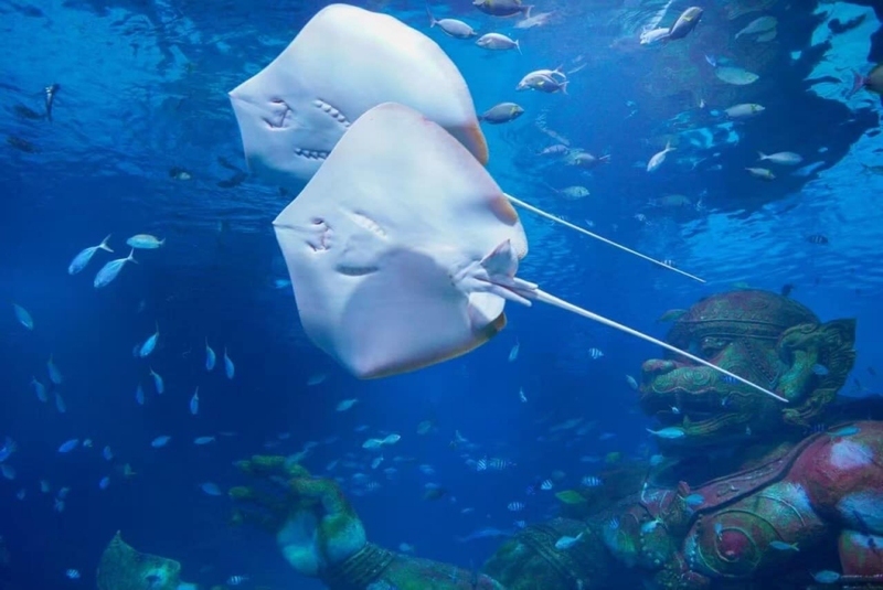 aquaria pluket, aquarium 2024, aquarium 2567, dolphinarium pattaya, monsters aquarium pattaya, sea life bangkok, sea life bangkok ocean world, sisaket aquarium, under water world, waghor aquarium, ซีไลฟ์ แบงคอก, ซีไลฟ์เปิดโซนใหม่, บึงฉวาก, บึงฉวากเฉลิมพระเกียรติ, พัทยา ดอลฟินนาเรียม, พิพิธภัณฑ์สัตว์น้ำ 2024, พิพิธภัณฑ์สัตว์น้ำ 2567, พิพิธภัณฑ์สัตว์น้ำบางแสน, พิพิธภัณฑ์สัตว์น้ำหว้ากอ, มอนสเตอร์ อควาเรียม, ศูนย์แสดงพันธุ์สัตว์น้ำศรีสะเกษ, สถานแสดงพันธุ์สัตว์น้ำระยอง, สถาบันวิทยาศาสตร์ทางทะเล, อควาดรียม ระยอง, อควาเรีย ภูเก็ต, อควาเรียม 2024, อควาเรียม 2567, อควาเรียม ม.บูพา, อควาเรียมชลบุรี, อควาเรียมบางแสน, อควาเรียมหว้ากอ, อควาเรียมใกล้กรุงเทพ, อันเดอร์วอเตอร์ เวิลด์, อันเดอร์วอเตอร์ เวิลด์ พัทยา, อุโมงค์ปลา, โลมาพัทยา, top 10+ อควาเรียมในประเทศไทย กรกฎาคม 2024 เด็ดโดนใจ ผจญภัย ตื่นตาตื่นใจไปกับโลกใต้น้ำ