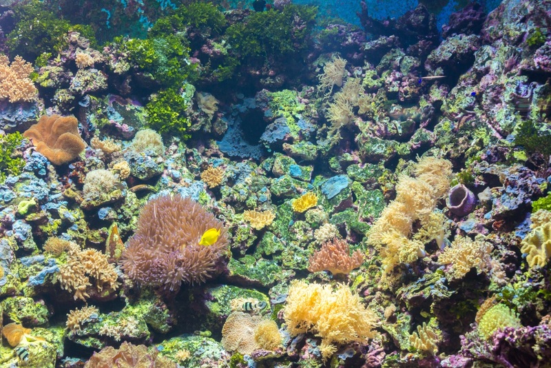aquaria pluket, aquarium 2024, aquarium 2567, dolphinarium pattaya, monsters aquarium pattaya, sea life bangkok, sea life bangkok ocean world, sisaket aquarium, under water world, waghor aquarium, ซีไลฟ์ แบงคอก, ซีไลฟ์เปิดโซนใหม่, บึงฉวาก, บึงฉวากเฉลิมพระเกียรติ, พัทยา ดอลฟินนาเรียม, พิพิธภัณฑ์สัตว์น้ำ 2024, พิพิธภัณฑ์สัตว์น้ำ 2567, พิพิธภัณฑ์สัตว์น้ำบางแสน, พิพิธภัณฑ์สัตว์น้ำหว้ากอ, มอนสเตอร์ อควาเรียม, ศูนย์แสดงพันธุ์สัตว์น้ำศรีสะเกษ, สถานแสดงพันธุ์สัตว์น้ำระยอง, สถาบันวิทยาศาสตร์ทางทะเล, อควาดรียม ระยอง, อควาเรีย ภูเก็ต, อควาเรียม 2024, อควาเรียม 2567, อควาเรียม ม.บูพา, อควาเรียมชลบุรี, อควาเรียมบางแสน, อควาเรียมหว้ากอ, อควาเรียมใกล้กรุงเทพ, อันเดอร์วอเตอร์ เวิลด์, อันเดอร์วอเตอร์ เวิลด์ พัทยา, อุโมงค์ปลา, โลมาพัทยา, top 10+ อควาเรียมในประเทศไทย กรกฎาคม 2024 เด็ดโดนใจ ผจญภัย ตื่นตาตื่นใจไปกับโลกใต้น้ำ