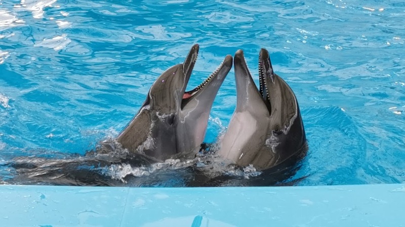 aquaria pluket, aquarium 2024, aquarium 2567, dolphinarium pattaya, monsters aquarium pattaya, sea life bangkok, sea life bangkok ocean world, sisaket aquarium, under water world, waghor aquarium, ซีไลฟ์ แบงคอก, ซีไลฟ์เปิดโซนใหม่, บึงฉวาก, บึงฉวากเฉลิมพระเกียรติ, พัทยา ดอลฟินนาเรียม, พิพิธภัณฑ์สัตว์น้ำ 2024, พิพิธภัณฑ์สัตว์น้ำ 2567, พิพิธภัณฑ์สัตว์น้ำบางแสน, พิพิธภัณฑ์สัตว์น้ำหว้ากอ, มอนสเตอร์ อควาเรียม, ศูนย์แสดงพันธุ์สัตว์น้ำศรีสะเกษ, สถานแสดงพันธุ์สัตว์น้ำระยอง, สถาบันวิทยาศาสตร์ทางทะเล, อควาดรียม ระยอง, อควาเรีย ภูเก็ต, อควาเรียม 2024, อควาเรียม 2567, อควาเรียม ม.บูพา, อควาเรียมชลบุรี, อควาเรียมบางแสน, อควาเรียมหว้ากอ, อควาเรียมใกล้กรุงเทพ, อันเดอร์วอเตอร์ เวิลด์, อันเดอร์วอเตอร์ เวิลด์ พัทยา, อุโมงค์ปลา, โลมาพัทยา, top 10+ อควาเรียมในประเทศไทย กรกฎาคม 2024 เด็ดโดนใจ ผจญภัย ตื่นตาตื่นใจไปกับโลกใต้น้ำ