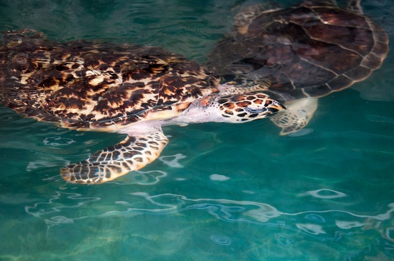 aquaria pluket, aquarium 2024, aquarium 2567, dolphinarium pattaya, monsters aquarium pattaya, sea life bangkok, sea life bangkok ocean world, sisaket aquarium, under water world, waghor aquarium, ซีไลฟ์ แบงคอก, ซีไลฟ์เปิดโซนใหม่, บึงฉวาก, บึงฉวากเฉลิมพระเกียรติ, พัทยา ดอลฟินนาเรียม, พิพิธภัณฑ์สัตว์น้ำ 2024, พิพิธภัณฑ์สัตว์น้ำ 2567, พิพิธภัณฑ์สัตว์น้ำบางแสน, พิพิธภัณฑ์สัตว์น้ำหว้ากอ, มอนสเตอร์ อควาเรียม, ศูนย์แสดงพันธุ์สัตว์น้ำศรีสะเกษ, สถานแสดงพันธุ์สัตว์น้ำระยอง, สถาบันวิทยาศาสตร์ทางทะเล, อควาดรียม ระยอง, อควาเรีย ภูเก็ต, อควาเรียม 2024, อควาเรียม 2567, อควาเรียม ม.บูพา, อควาเรียมชลบุรี, อควาเรียมบางแสน, อควาเรียมหว้ากอ, อควาเรียมใกล้กรุงเทพ, อันเดอร์วอเตอร์ เวิลด์, อันเดอร์วอเตอร์ เวิลด์ พัทยา, อุโมงค์ปลา, โลมาพัทยา, top 10+ อควาเรียมในประเทศไทย กรกฎาคม 2024 เด็ดโดนใจ ผจญภัย ตื่นตาตื่นใจไปกับโลกใต้น้ำ