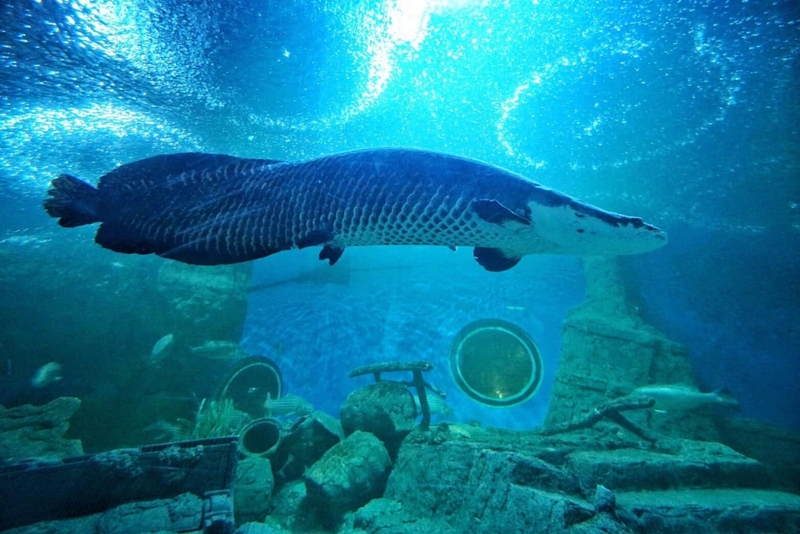 aquaria pluket, aquarium 2024, aquarium 2567, dolphinarium pattaya, monsters aquarium pattaya, sea life bangkok, sea life bangkok ocean world, sisaket aquarium, under water world, waghor aquarium, ซีไลฟ์ แบงคอก, ซีไลฟ์เปิดโซนใหม่, บึงฉวาก, บึงฉวากเฉลิมพระเกียรติ, พัทยา ดอลฟินนาเรียม, พิพิธภัณฑ์สัตว์น้ำ 2024, พิพิธภัณฑ์สัตว์น้ำ 2567, พิพิธภัณฑ์สัตว์น้ำบางแสน, พิพิธภัณฑ์สัตว์น้ำหว้ากอ, มอนสเตอร์ อควาเรียม, ศูนย์แสดงพันธุ์สัตว์น้ำศรีสะเกษ, สถานแสดงพันธุ์สัตว์น้ำระยอง, สถาบันวิทยาศาสตร์ทางทะเล, อควาดรียม ระยอง, อควาเรีย ภูเก็ต, อควาเรียม 2024, อควาเรียม 2567, อควาเรียม ม.บูพา, อควาเรียมชลบุรี, อควาเรียมบางแสน, อควาเรียมหว้ากอ, อควาเรียมใกล้กรุงเทพ, อันเดอร์วอเตอร์ เวิลด์, อันเดอร์วอเตอร์ เวิลด์ พัทยา, อุโมงค์ปลา, โลมาพัทยา, top 10+ อควาเรียมในประเทศไทย กรกฎาคม 2024 เด็ดโดนใจ ผจญภัย ตื่นตาตื่นใจไปกับโลกใต้น้ำ