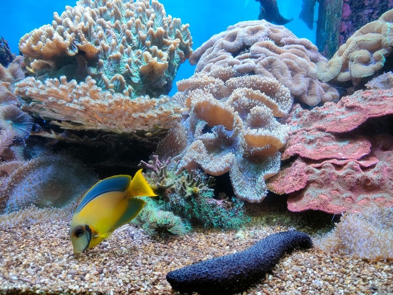 aquaria pluket, aquarium 2024, aquarium 2567, dolphinarium pattaya, monsters aquarium pattaya, sea life bangkok, sea life bangkok ocean world, sisaket aquarium, under water world, waghor aquarium, ซีไลฟ์ แบงคอก, ซีไลฟ์เปิดโซนใหม่, บึงฉวาก, บึงฉวากเฉลิมพระเกียรติ, พัทยา ดอลฟินนาเรียม, พิพิธภัณฑ์สัตว์น้ำ 2024, พิพิธภัณฑ์สัตว์น้ำ 2567, พิพิธภัณฑ์สัตว์น้ำบางแสน, พิพิธภัณฑ์สัตว์น้ำหว้ากอ, มอนสเตอร์ อควาเรียม, ศูนย์แสดงพันธุ์สัตว์น้ำศรีสะเกษ, สถานแสดงพันธุ์สัตว์น้ำระยอง, สถาบันวิทยาศาสตร์ทางทะเล, อควาดรียม ระยอง, อควาเรีย ภูเก็ต, อควาเรียม 2024, อควาเรียม 2567, อควาเรียม ม.บูพา, อควาเรียมชลบุรี, อควาเรียมบางแสน, อควาเรียมหว้ากอ, อควาเรียมใกล้กรุงเทพ, อันเดอร์วอเตอร์ เวิลด์, อันเดอร์วอเตอร์ เวิลด์ พัทยา, อุโมงค์ปลา, โลมาพัทยา, top 10+ อควาเรียมในประเทศไทย กรกฎาคม 2024 เด็ดโดนใจ ผจญภัย ตื่นตาตื่นใจไปกับโลกใต้น้ำ