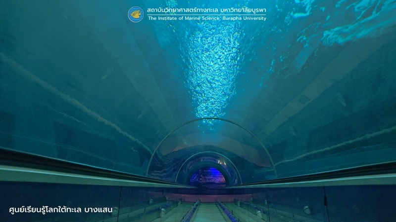 aquaria pluket, aquarium 2024, aquarium 2567, dolphinarium pattaya, monsters aquarium pattaya, sea life bangkok, sea life bangkok ocean world, sisaket aquarium, under water world, waghor aquarium, ซีไลฟ์ แบงคอก, ซีไลฟ์เปิดโซนใหม่, บึงฉวาก, บึงฉวากเฉลิมพระเกียรติ, พัทยา ดอลฟินนาเรียม, พิพิธภัณฑ์สัตว์น้ำ 2024, พิพิธภัณฑ์สัตว์น้ำ 2567, พิพิธภัณฑ์สัตว์น้ำบางแสน, พิพิธภัณฑ์สัตว์น้ำหว้ากอ, มอนสเตอร์ อควาเรียม, ศูนย์แสดงพันธุ์สัตว์น้ำศรีสะเกษ, สถานแสดงพันธุ์สัตว์น้ำระยอง, สถาบันวิทยาศาสตร์ทางทะเล, อควาดรียม ระยอง, อควาเรีย ภูเก็ต, อควาเรียม 2024, อควาเรียม 2567, อควาเรียม ม.บูพา, อควาเรียมชลบุรี, อควาเรียมบางแสน, อควาเรียมหว้ากอ, อควาเรียมใกล้กรุงเทพ, อันเดอร์วอเตอร์ เวิลด์, อันเดอร์วอเตอร์ เวิลด์ พัทยา, อุโมงค์ปลา, โลมาพัทยา, top 10+ อควาเรียมในประเทศไทย กรกฎาคม 2024 เด็ดโดนใจ ผจญภัย ตื่นตาตื่นใจไปกับโลกใต้น้ำ