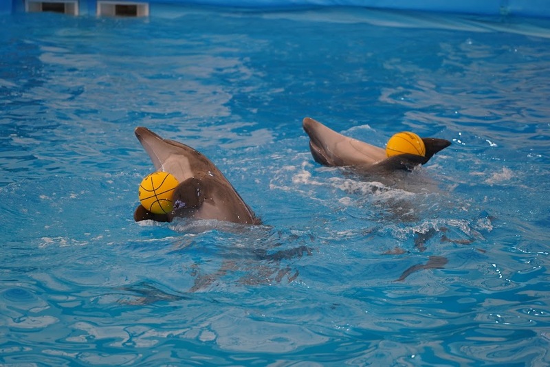 aquaria pluket, aquarium 2024, aquarium 2567, dolphinarium pattaya, monsters aquarium pattaya, sea life bangkok, sea life bangkok ocean world, sisaket aquarium, under water world, waghor aquarium, ซีไลฟ์ แบงคอก, ซีไลฟ์เปิดโซนใหม่, บึงฉวาก, บึงฉวากเฉลิมพระเกียรติ, พัทยา ดอลฟินนาเรียม, พิพิธภัณฑ์สัตว์น้ำ 2024, พิพิธภัณฑ์สัตว์น้ำ 2567, พิพิธภัณฑ์สัตว์น้ำบางแสน, พิพิธภัณฑ์สัตว์น้ำหว้ากอ, มอนสเตอร์ อควาเรียม, ศูนย์แสดงพันธุ์สัตว์น้ำศรีสะเกษ, สถานแสดงพันธุ์สัตว์น้ำระยอง, สถาบันวิทยาศาสตร์ทางทะเล, อควาดรียม ระยอง, อควาเรีย ภูเก็ต, อควาเรียม 2024, อควาเรียม 2567, อควาเรียม ม.บูพา, อควาเรียมชลบุรี, อควาเรียมบางแสน, อควาเรียมหว้ากอ, อควาเรียมใกล้กรุงเทพ, อันเดอร์วอเตอร์ เวิลด์, อันเดอร์วอเตอร์ เวิลด์ พัทยา, อุโมงค์ปลา, โลมาพัทยา, top 10+ อควาเรียมในประเทศไทย กรกฎาคม 2024 เด็ดโดนใจ ผจญภัย ตื่นตาตื่นใจไปกับโลกใต้น้ำ