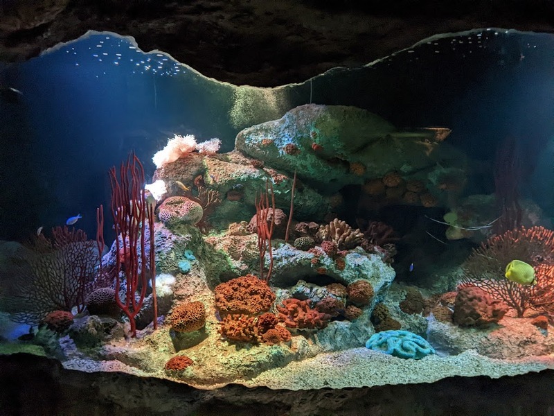 aquaria pluket, aquarium 2024, aquarium 2567, dolphinarium pattaya, monsters aquarium pattaya, sea life bangkok, sea life bangkok ocean world, sisaket aquarium, under water world, waghor aquarium, ซีไลฟ์ แบงคอก, ซีไลฟ์เปิดโซนใหม่, บึงฉวาก, บึงฉวากเฉลิมพระเกียรติ, พัทยา ดอลฟินนาเรียม, พิพิธภัณฑ์สัตว์น้ำ 2024, พิพิธภัณฑ์สัตว์น้ำ 2567, พิพิธภัณฑ์สัตว์น้ำบางแสน, พิพิธภัณฑ์สัตว์น้ำหว้ากอ, มอนสเตอร์ อควาเรียม, ศูนย์แสดงพันธุ์สัตว์น้ำศรีสะเกษ, สถานแสดงพันธุ์สัตว์น้ำระยอง, สถาบันวิทยาศาสตร์ทางทะเล, อควาดรียม ระยอง, อควาเรีย ภูเก็ต, อควาเรียม 2024, อควาเรียม 2567, อควาเรียม ม.บูพา, อควาเรียมชลบุรี, อควาเรียมบางแสน, อควาเรียมหว้ากอ, อควาเรียมใกล้กรุงเทพ, อันเดอร์วอเตอร์ เวิลด์, อันเดอร์วอเตอร์ เวิลด์ พัทยา, อุโมงค์ปลา, โลมาพัทยา, top 10+ อควาเรียมในประเทศไทย กรกฎาคม 2024 เด็ดโดนใจ ผจญภัย ตื่นตาตื่นใจไปกับโลกใต้น้ำ