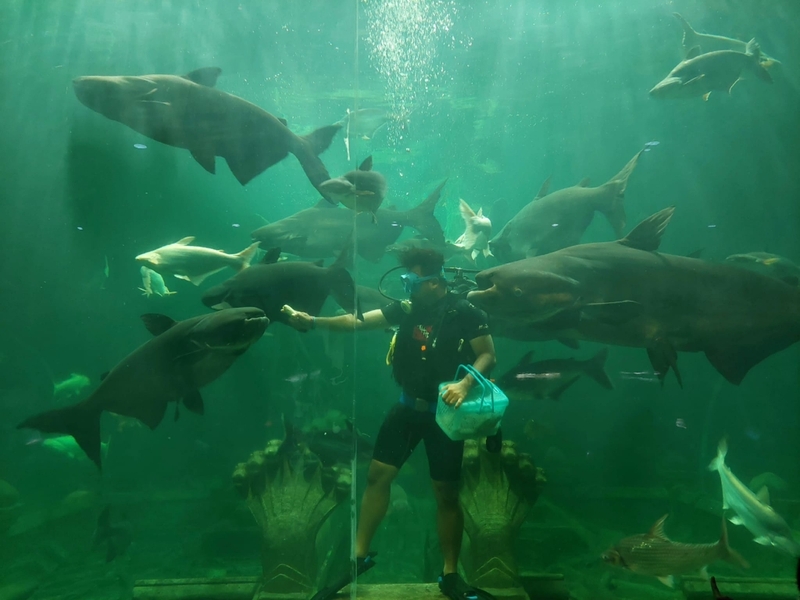 aquaria pluket, aquarium 2024, aquarium 2567, dolphinarium pattaya, monsters aquarium pattaya, sea life bangkok, sea life bangkok ocean world, sisaket aquarium, under water world, waghor aquarium, ซีไลฟ์ แบงคอก, ซีไลฟ์เปิดโซนใหม่, บึงฉวาก, บึงฉวากเฉลิมพระเกียรติ, พัทยา ดอลฟินนาเรียม, พิพิธภัณฑ์สัตว์น้ำ 2024, พิพิธภัณฑ์สัตว์น้ำ 2567, พิพิธภัณฑ์สัตว์น้ำบางแสน, พิพิธภัณฑ์สัตว์น้ำหว้ากอ, มอนสเตอร์ อควาเรียม, ศูนย์แสดงพันธุ์สัตว์น้ำศรีสะเกษ, สถานแสดงพันธุ์สัตว์น้ำระยอง, สถาบันวิทยาศาสตร์ทางทะเล, อควาดรียม ระยอง, อควาเรีย ภูเก็ต, อควาเรียม 2024, อควาเรียม 2567, อควาเรียม ม.บูพา, อควาเรียมชลบุรี, อควาเรียมบางแสน, อควาเรียมหว้ากอ, อควาเรียมใกล้กรุงเทพ, อันเดอร์วอเตอร์ เวิลด์, อันเดอร์วอเตอร์ เวิลด์ พัทยา, อุโมงค์ปลา, โลมาพัทยา, top 10+ อควาเรียมในประเทศไทย กรกฎาคม 2024 เด็ดโดนใจ ผจญภัย ตื่นตาตื่นใจไปกับโลกใต้น้ำ