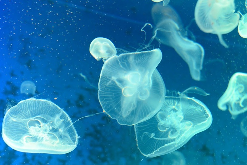 aquaria pluket, aquarium 2024, aquarium 2567, dolphinarium pattaya, monsters aquarium pattaya, sea life bangkok, sea life bangkok ocean world, sisaket aquarium, under water world, waghor aquarium, ซีไลฟ์ แบงคอก, ซีไลฟ์เปิดโซนใหม่, บึงฉวาก, บึงฉวากเฉลิมพระเกียรติ, พัทยา ดอลฟินนาเรียม, พิพิธภัณฑ์สัตว์น้ำ 2024, พิพิธภัณฑ์สัตว์น้ำ 2567, พิพิธภัณฑ์สัตว์น้ำบางแสน, พิพิธภัณฑ์สัตว์น้ำหว้ากอ, มอนสเตอร์ อควาเรียม, ศูนย์แสดงพันธุ์สัตว์น้ำศรีสะเกษ, สถานแสดงพันธุ์สัตว์น้ำระยอง, สถาบันวิทยาศาสตร์ทางทะเล, อควาดรียม ระยอง, อควาเรีย ภูเก็ต, อควาเรียม 2024, อควาเรียม 2567, อควาเรียม ม.บูพา, อควาเรียมชลบุรี, อควาเรียมบางแสน, อควาเรียมหว้ากอ, อควาเรียมใกล้กรุงเทพ, อันเดอร์วอเตอร์ เวิลด์, อันเดอร์วอเตอร์ เวิลด์ พัทยา, อุโมงค์ปลา, โลมาพัทยา, top 10+ อควาเรียมในประเทศไทย กรกฎาคม 2024 เด็ดโดนใจ ผจญภัย ตื่นตาตื่นใจไปกับโลกใต้น้ำ