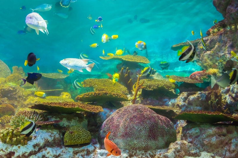 aquaria pluket, aquarium 2024, aquarium 2567, dolphinarium pattaya, monsters aquarium pattaya, sea life bangkok, sea life bangkok ocean world, sisaket aquarium, under water world, waghor aquarium, ซีไลฟ์ แบงคอก, ซีไลฟ์เปิดโซนใหม่, บึงฉวาก, บึงฉวากเฉลิมพระเกียรติ, พัทยา ดอลฟินนาเรียม, พิพิธภัณฑ์สัตว์น้ำ 2024, พิพิธภัณฑ์สัตว์น้ำ 2567, พิพิธภัณฑ์สัตว์น้ำบางแสน, พิพิธภัณฑ์สัตว์น้ำหว้ากอ, มอนสเตอร์ อควาเรียม, ศูนย์แสดงพันธุ์สัตว์น้ำศรีสะเกษ, สถานแสดงพันธุ์สัตว์น้ำระยอง, สถาบันวิทยาศาสตร์ทางทะเล, อควาดรียม ระยอง, อควาเรีย ภูเก็ต, อควาเรียม 2024, อควาเรียม 2567, อควาเรียม ม.บูพา, อควาเรียมชลบุรี, อควาเรียมบางแสน, อควาเรียมหว้ากอ, อควาเรียมใกล้กรุงเทพ, อันเดอร์วอเตอร์ เวิลด์, อันเดอร์วอเตอร์ เวิลด์ พัทยา, อุโมงค์ปลา, โลมาพัทยา, top 10+ อควาเรียมในประเทศไทย กรกฎาคม 2024 เด็ดโดนใจ ผจญภัย ตื่นตาตื่นใจไปกับโลกใต้น้ำ