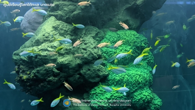 aquaria pluket, aquarium 2024, aquarium 2567, dolphinarium pattaya, monsters aquarium pattaya, sea life bangkok, sea life bangkok ocean world, sisaket aquarium, under water world, waghor aquarium, ซีไลฟ์ แบงคอก, ซีไลฟ์เปิดโซนใหม่, บึงฉวาก, บึงฉวากเฉลิมพระเกียรติ, พัทยา ดอลฟินนาเรียม, พิพิธภัณฑ์สัตว์น้ำ 2024, พิพิธภัณฑ์สัตว์น้ำ 2567, พิพิธภัณฑ์สัตว์น้ำบางแสน, พิพิธภัณฑ์สัตว์น้ำหว้ากอ, มอนสเตอร์ อควาเรียม, ศูนย์แสดงพันธุ์สัตว์น้ำศรีสะเกษ, สถานแสดงพันธุ์สัตว์น้ำระยอง, สถาบันวิทยาศาสตร์ทางทะเล, อควาดรียม ระยอง, อควาเรีย ภูเก็ต, อควาเรียม 2024, อควาเรียม 2567, อควาเรียม ม.บูพา, อควาเรียมชลบุรี, อควาเรียมบางแสน, อควาเรียมหว้ากอ, อควาเรียมใกล้กรุงเทพ, อันเดอร์วอเตอร์ เวิลด์, อันเดอร์วอเตอร์ เวิลด์ พัทยา, อุโมงค์ปลา, โลมาพัทยา, top 10+ อควาเรียมในประเทศไทย กรกฎาคม 2024 เด็ดโดนใจ ผจญภัย ตื่นตาตื่นใจไปกับโลกใต้น้ำ