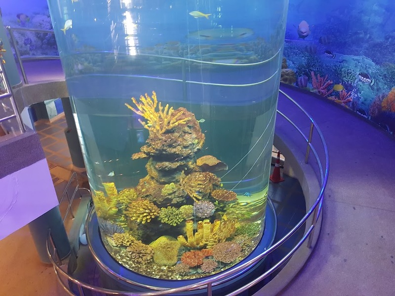 aquaria pluket, aquarium 2024, aquarium 2567, dolphinarium pattaya, monsters aquarium pattaya, sea life bangkok, sea life bangkok ocean world, sisaket aquarium, under water world, waghor aquarium, ซีไลฟ์ แบงคอก, ซีไลฟ์เปิดโซนใหม่, บึงฉวาก, บึงฉวากเฉลิมพระเกียรติ, พัทยา ดอลฟินนาเรียม, พิพิธภัณฑ์สัตว์น้ำ 2024, พิพิธภัณฑ์สัตว์น้ำ 2567, พิพิธภัณฑ์สัตว์น้ำบางแสน, พิพิธภัณฑ์สัตว์น้ำหว้ากอ, มอนสเตอร์ อควาเรียม, ศูนย์แสดงพันธุ์สัตว์น้ำศรีสะเกษ, สถานแสดงพันธุ์สัตว์น้ำระยอง, สถาบันวิทยาศาสตร์ทางทะเล, อควาดรียม ระยอง, อควาเรีย ภูเก็ต, อควาเรียม 2024, อควาเรียม 2567, อควาเรียม ม.บูพา, อควาเรียมชลบุรี, อควาเรียมบางแสน, อควาเรียมหว้ากอ, อควาเรียมใกล้กรุงเทพ, อันเดอร์วอเตอร์ เวิลด์, อันเดอร์วอเตอร์ เวิลด์ พัทยา, อุโมงค์ปลา, โลมาพัทยา, top 10+ อควาเรียมในประเทศไทย กรกฎาคม 2024 เด็ดโดนใจ ผจญภัย ตื่นตาตื่นใจไปกับโลกใต้น้ำ