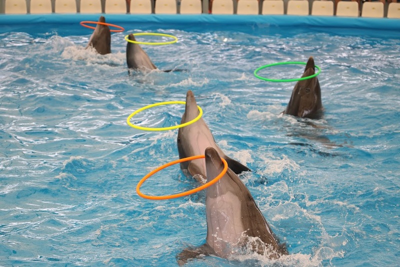 aquaria pluket, aquarium 2024, aquarium 2567, dolphinarium pattaya, monsters aquarium pattaya, sea life bangkok, sea life bangkok ocean world, sisaket aquarium, under water world, waghor aquarium, ซีไลฟ์ แบงคอก, ซีไลฟ์เปิดโซนใหม่, บึงฉวาก, บึงฉวากเฉลิมพระเกียรติ, พัทยา ดอลฟินนาเรียม, พิพิธภัณฑ์สัตว์น้ำ 2024, พิพิธภัณฑ์สัตว์น้ำ 2567, พิพิธภัณฑ์สัตว์น้ำบางแสน, พิพิธภัณฑ์สัตว์น้ำหว้ากอ, มอนสเตอร์ อควาเรียม, ศูนย์แสดงพันธุ์สัตว์น้ำศรีสะเกษ, สถานแสดงพันธุ์สัตว์น้ำระยอง, สถาบันวิทยาศาสตร์ทางทะเล, อควาดรียม ระยอง, อควาเรีย ภูเก็ต, อควาเรียม 2024, อควาเรียม 2567, อควาเรียม ม.บูพา, อควาเรียมชลบุรี, อควาเรียมบางแสน, อควาเรียมหว้ากอ, อควาเรียมใกล้กรุงเทพ, อันเดอร์วอเตอร์ เวิลด์, อันเดอร์วอเตอร์ เวิลด์ พัทยา, อุโมงค์ปลา, โลมาพัทยา, top 10+ อควาเรียมในประเทศไทย กรกฎาคม 2024 เด็ดโดนใจ ผจญภัย ตื่นตาตื่นใจไปกับโลกใต้น้ำ