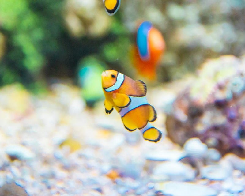 aquaria pluket, aquarium 2024, aquarium 2567, dolphinarium pattaya, monsters aquarium pattaya, sea life bangkok, sea life bangkok ocean world, sisaket aquarium, under water world, waghor aquarium, ซีไลฟ์ แบงคอก, ซีไลฟ์เปิดโซนใหม่, บึงฉวาก, บึงฉวากเฉลิมพระเกียรติ, พัทยา ดอลฟินนาเรียม, พิพิธภัณฑ์สัตว์น้ำ 2024, พิพิธภัณฑ์สัตว์น้ำ 2567, พิพิธภัณฑ์สัตว์น้ำบางแสน, พิพิธภัณฑ์สัตว์น้ำหว้ากอ, มอนสเตอร์ อควาเรียม, ศูนย์แสดงพันธุ์สัตว์น้ำศรีสะเกษ, สถานแสดงพันธุ์สัตว์น้ำระยอง, สถาบันวิทยาศาสตร์ทางทะเล, อควาดรียม ระยอง, อควาเรีย ภูเก็ต, อควาเรียม 2024, อควาเรียม 2567, อควาเรียม ม.บูพา, อควาเรียมชลบุรี, อควาเรียมบางแสน, อควาเรียมหว้ากอ, อควาเรียมใกล้กรุงเทพ, อันเดอร์วอเตอร์ เวิลด์, อันเดอร์วอเตอร์ เวิลด์ พัทยา, อุโมงค์ปลา, โลมาพัทยา, top 10+ อควาเรียมในประเทศไทย กรกฎาคม 2024 เด็ดโดนใจ ผจญภัย ตื่นตาตื่นใจไปกับโลกใต้น้ำ