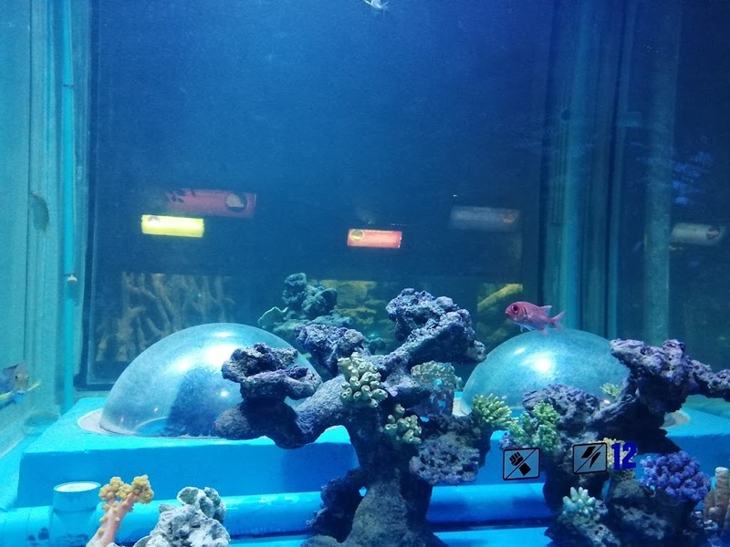 aquaria pluket, aquarium 2024, aquarium 2567, dolphinarium pattaya, monsters aquarium pattaya, sea life bangkok, sea life bangkok ocean world, sisaket aquarium, under water world, waghor aquarium, ซีไลฟ์ แบงคอก, ซีไลฟ์เปิดโซนใหม่, บึงฉวาก, บึงฉวากเฉลิมพระเกียรติ, พัทยา ดอลฟินนาเรียม, พิพิธภัณฑ์สัตว์น้ำ 2024, พิพิธภัณฑ์สัตว์น้ำ 2567, พิพิธภัณฑ์สัตว์น้ำบางแสน, พิพิธภัณฑ์สัตว์น้ำหว้ากอ, มอนสเตอร์ อควาเรียม, ศูนย์แสดงพันธุ์สัตว์น้ำศรีสะเกษ, สถานแสดงพันธุ์สัตว์น้ำระยอง, สถาบันวิทยาศาสตร์ทางทะเล, อควาดรียม ระยอง, อควาเรีย ภูเก็ต, อควาเรียม 2024, อควาเรียม 2567, อควาเรียม ม.บูพา, อควาเรียมชลบุรี, อควาเรียมบางแสน, อควาเรียมหว้ากอ, อควาเรียมใกล้กรุงเทพ, อันเดอร์วอเตอร์ เวิลด์, อันเดอร์วอเตอร์ เวิลด์ พัทยา, อุโมงค์ปลา, โลมาพัทยา, top 10+ อควาเรียมในประเทศไทย กรกฎาคม 2024 เด็ดโดนใจ ผจญภัย ตื่นตาตื่นใจไปกับโลกใต้น้ำ