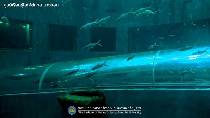 aquaria pluket, aquarium 2024, aquarium 2567, dolphinarium pattaya, monsters aquarium pattaya, sea life bangkok, sea life bangkok ocean world, sisaket aquarium, under water world, waghor aquarium, ซีไลฟ์ แบงคอก, ซีไลฟ์เปิดโซนใหม่, บึงฉวาก, บึงฉวากเฉลิมพระเกียรติ, พัทยา ดอลฟินนาเรียม, พิพิธภัณฑ์สัตว์น้ำ 2024, พิพิธภัณฑ์สัตว์น้ำ 2567, พิพิธภัณฑ์สัตว์น้ำบางแสน, พิพิธภัณฑ์สัตว์น้ำหว้ากอ, มอนสเตอร์ อควาเรียม, ศูนย์แสดงพันธุ์สัตว์น้ำศรีสะเกษ, สถานแสดงพันธุ์สัตว์น้ำระยอง, สถาบันวิทยาศาสตร์ทางทะเล, อควาดรียม ระยอง, อควาเรีย ภูเก็ต, อควาเรียม 2024, อควาเรียม 2567, อควาเรียม ม.บูพา, อควาเรียมชลบุรี, อควาเรียมบางแสน, อควาเรียมหว้ากอ, อควาเรียมใกล้กรุงเทพ, อันเดอร์วอเตอร์ เวิลด์, อันเดอร์วอเตอร์ เวิลด์ พัทยา, อุโมงค์ปลา, โลมาพัทยา, top 10+ อควาเรียมในประเทศไทย กรกฎาคม 2024 เด็ดโดนใจ ผจญภัย ตื่นตาตื่นใจไปกับโลกใต้น้ำ