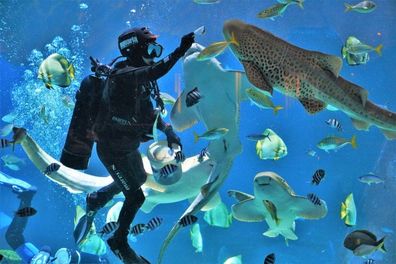 aquaria pluket, aquarium 2024, aquarium 2567, dolphinarium pattaya, monsters aquarium pattaya, sea life bangkok, sea life bangkok ocean world, sisaket aquarium, under water world, waghor aquarium, ซีไลฟ์ แบงคอก, ซีไลฟ์เปิดโซนใหม่, บึงฉวาก, บึงฉวากเฉลิมพระเกียรติ, พัทยา ดอลฟินนาเรียม, พิพิธภัณฑ์สัตว์น้ำ 2024, พิพิธภัณฑ์สัตว์น้ำ 2567, พิพิธภัณฑ์สัตว์น้ำบางแสน, พิพิธภัณฑ์สัตว์น้ำหว้ากอ, มอนสเตอร์ อควาเรียม, ศูนย์แสดงพันธุ์สัตว์น้ำศรีสะเกษ, สถานแสดงพันธุ์สัตว์น้ำระยอง, สถาบันวิทยาศาสตร์ทางทะเล, อควาดรียม ระยอง, อควาเรีย ภูเก็ต, อควาเรียม 2024, อควาเรียม 2567, อควาเรียม ม.บูพา, อควาเรียมชลบุรี, อควาเรียมบางแสน, อควาเรียมหว้ากอ, อควาเรียมใกล้กรุงเทพ, อันเดอร์วอเตอร์ เวิลด์, อันเดอร์วอเตอร์ เวิลด์ พัทยา, อุโมงค์ปลา, โลมาพัทยา, top 10+ อควาเรียมในประเทศไทย กรกฎาคม 2024 เด็ดโดนใจ ผจญภัย ตื่นตาตื่นใจไปกับโลกใต้น้ำ