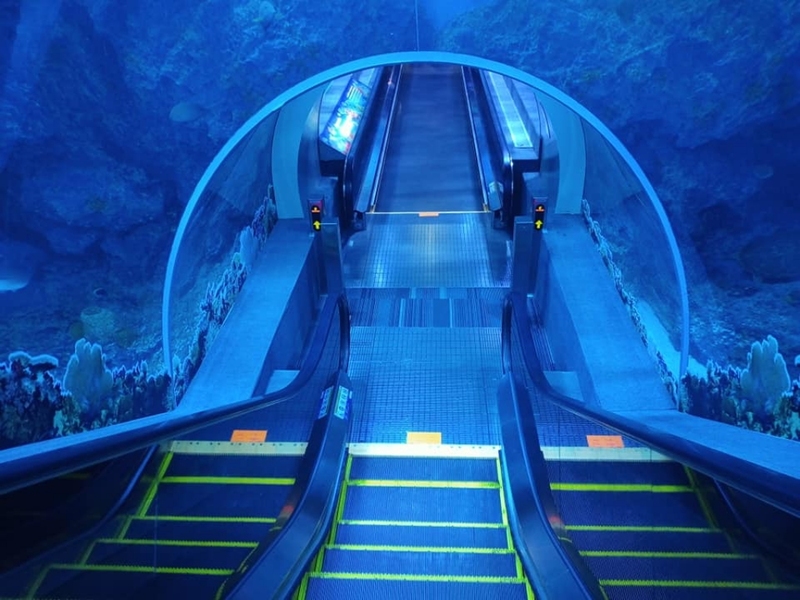 aquaria pluket, aquarium 2024, aquarium 2567, dolphinarium pattaya, monsters aquarium pattaya, sea life bangkok, sea life bangkok ocean world, sisaket aquarium, under water world, waghor aquarium, ซีไลฟ์ แบงคอก, ซีไลฟ์เปิดโซนใหม่, บึงฉวาก, บึงฉวากเฉลิมพระเกียรติ, พัทยา ดอลฟินนาเรียม, พิพิธภัณฑ์สัตว์น้ำ 2024, พิพิธภัณฑ์สัตว์น้ำ 2567, พิพิธภัณฑ์สัตว์น้ำบางแสน, พิพิธภัณฑ์สัตว์น้ำหว้ากอ, มอนสเตอร์ อควาเรียม, ศูนย์แสดงพันธุ์สัตว์น้ำศรีสะเกษ, สถานแสดงพันธุ์สัตว์น้ำระยอง, สถาบันวิทยาศาสตร์ทางทะเล, อควาดรียม ระยอง, อควาเรีย ภูเก็ต, อควาเรียม 2024, อควาเรียม 2567, อควาเรียม ม.บูพา, อควาเรียมชลบุรี, อควาเรียมบางแสน, อควาเรียมหว้ากอ, อควาเรียมใกล้กรุงเทพ, อันเดอร์วอเตอร์ เวิลด์, อันเดอร์วอเตอร์ เวิลด์ พัทยา, อุโมงค์ปลา, โลมาพัทยา, top 10+ อควาเรียมในประเทศไทย กรกฎาคม 2024 เด็ดโดนใจ ผจญภัย ตื่นตาตื่นใจไปกับโลกใต้น้ำ