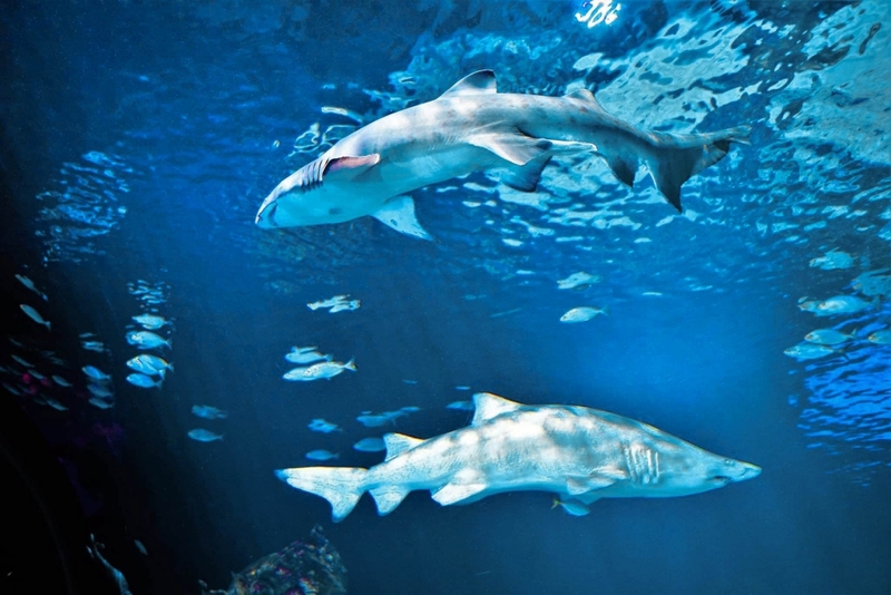aquaria pluket, aquarium 2024, aquarium 2567, dolphinarium pattaya, monsters aquarium pattaya, sea life bangkok, sea life bangkok ocean world, sisaket aquarium, under water world, waghor aquarium, ซีไลฟ์ แบงคอก, ซีไลฟ์เปิดโซนใหม่, บึงฉวาก, บึงฉวากเฉลิมพระเกียรติ, พัทยา ดอลฟินนาเรียม, พิพิธภัณฑ์สัตว์น้ำ 2024, พิพิธภัณฑ์สัตว์น้ำ 2567, พิพิธภัณฑ์สัตว์น้ำบางแสน, พิพิธภัณฑ์สัตว์น้ำหว้ากอ, มอนสเตอร์ อควาเรียม, ศูนย์แสดงพันธุ์สัตว์น้ำศรีสะเกษ, สถานแสดงพันธุ์สัตว์น้ำระยอง, สถาบันวิทยาศาสตร์ทางทะเล, อควาดรียม ระยอง, อควาเรีย ภูเก็ต, อควาเรียม 2024, อควาเรียม 2567, อควาเรียม ม.บูพา, อควาเรียมชลบุรี, อควาเรียมบางแสน, อควาเรียมหว้ากอ, อควาเรียมใกล้กรุงเทพ, อันเดอร์วอเตอร์ เวิลด์, อันเดอร์วอเตอร์ เวิลด์ พัทยา, อุโมงค์ปลา, โลมาพัทยา, top 10+ อควาเรียมในประเทศไทย กรกฎาคม 2024 เด็ดโดนใจ ผจญภัย ตื่นตาตื่นใจไปกับโลกใต้น้ำ