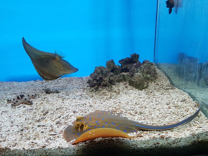 aquaria pluket, aquarium 2024, aquarium 2567, dolphinarium pattaya, monsters aquarium pattaya, sea life bangkok, sea life bangkok ocean world, sisaket aquarium, under water world, waghor aquarium, ซีไลฟ์ แบงคอก, ซีไลฟ์เปิดโซนใหม่, บึงฉวาก, บึงฉวากเฉลิมพระเกียรติ, พัทยา ดอลฟินนาเรียม, พิพิธภัณฑ์สัตว์น้ำ 2024, พิพิธภัณฑ์สัตว์น้ำ 2567, พิพิธภัณฑ์สัตว์น้ำบางแสน, พิพิธภัณฑ์สัตว์น้ำหว้ากอ, มอนสเตอร์ อควาเรียม, ศูนย์แสดงพันธุ์สัตว์น้ำศรีสะเกษ, สถานแสดงพันธุ์สัตว์น้ำระยอง, สถาบันวิทยาศาสตร์ทางทะเล, อควาดรียม ระยอง, อควาเรีย ภูเก็ต, อควาเรียม 2024, อควาเรียม 2567, อควาเรียม ม.บูพา, อควาเรียมชลบุรี, อควาเรียมบางแสน, อควาเรียมหว้ากอ, อควาเรียมใกล้กรุงเทพ, อันเดอร์วอเตอร์ เวิลด์, อันเดอร์วอเตอร์ เวิลด์ พัทยา, อุโมงค์ปลา, โลมาพัทยา, top 10+ อควาเรียมในประเทศไทย กรกฎาคม 2024 เด็ดโดนใจ ผจญภัย ตื่นตาตื่นใจไปกับโลกใต้น้ำ