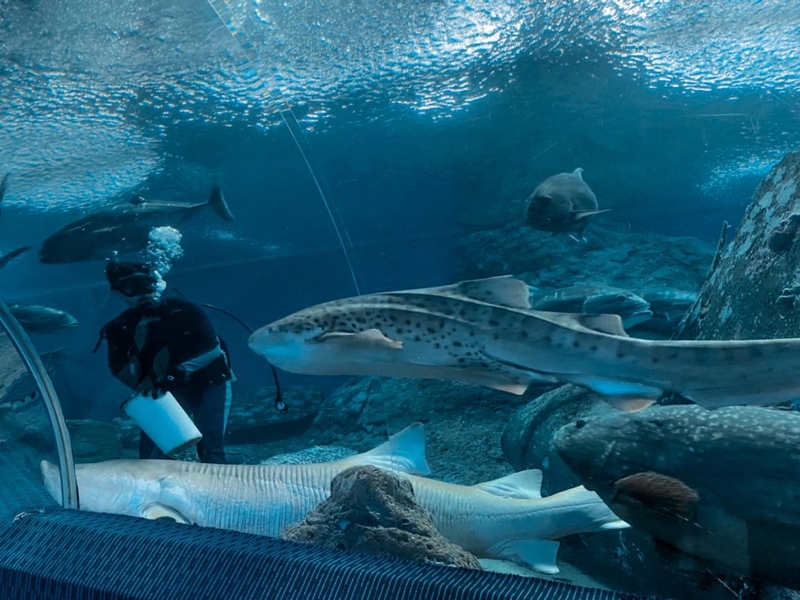 aquaria pluket, aquarium 2024, aquarium 2567, dolphinarium pattaya, monsters aquarium pattaya, sea life bangkok, sea life bangkok ocean world, sisaket aquarium, under water world, waghor aquarium, ซีไลฟ์ แบงคอก, ซีไลฟ์เปิดโซนใหม่, บึงฉวาก, บึงฉวากเฉลิมพระเกียรติ, พัทยา ดอลฟินนาเรียม, พิพิธภัณฑ์สัตว์น้ำ 2024, พิพิธภัณฑ์สัตว์น้ำ 2567, พิพิธภัณฑ์สัตว์น้ำบางแสน, พิพิธภัณฑ์สัตว์น้ำหว้ากอ, มอนสเตอร์ อควาเรียม, ศูนย์แสดงพันธุ์สัตว์น้ำศรีสะเกษ, สถานแสดงพันธุ์สัตว์น้ำระยอง, สถาบันวิทยาศาสตร์ทางทะเล, อควาดรียม ระยอง, อควาเรีย ภูเก็ต, อควาเรียม 2024, อควาเรียม 2567, อควาเรียม ม.บูพา, อควาเรียมชลบุรี, อควาเรียมบางแสน, อควาเรียมหว้ากอ, อควาเรียมใกล้กรุงเทพ, อันเดอร์วอเตอร์ เวิลด์, อันเดอร์วอเตอร์ เวิลด์ พัทยา, อุโมงค์ปลา, โลมาพัทยา, top 10+ อควาเรียมในประเทศไทย กรกฎาคม 2024 เด็ดโดนใจ ผจญภัย ตื่นตาตื่นใจไปกับโลกใต้น้ำ