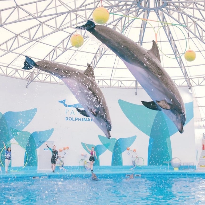 aquaria pluket, aquarium 2024, aquarium 2567, dolphinarium pattaya, monsters aquarium pattaya, sea life bangkok, sea life bangkok ocean world, sisaket aquarium, under water world, waghor aquarium, ซีไลฟ์ แบงคอก, ซีไลฟ์เปิดโซนใหม่, บึงฉวาก, บึงฉวากเฉลิมพระเกียรติ, พัทยา ดอลฟินนาเรียม, พิพิธภัณฑ์สัตว์น้ำ 2024, พิพิธภัณฑ์สัตว์น้ำ 2567, พิพิธภัณฑ์สัตว์น้ำบางแสน, พิพิธภัณฑ์สัตว์น้ำหว้ากอ, มอนสเตอร์ อควาเรียม, ศูนย์แสดงพันธุ์สัตว์น้ำศรีสะเกษ, สถานแสดงพันธุ์สัตว์น้ำระยอง, สถาบันวิทยาศาสตร์ทางทะเล, อควาดรียม ระยอง, อควาเรีย ภูเก็ต, อควาเรียม 2024, อควาเรียม 2567, อควาเรียม ม.บูพา, อควาเรียมชลบุรี, อควาเรียมบางแสน, อควาเรียมหว้ากอ, อควาเรียมใกล้กรุงเทพ, อันเดอร์วอเตอร์ เวิลด์, อันเดอร์วอเตอร์ เวิลด์ พัทยา, อุโมงค์ปลา, โลมาพัทยา, top 10+ อควาเรียมในประเทศไทย กรกฎาคม 2024 เด็ดโดนใจ ผจญภัย ตื่นตาตื่นใจไปกับโลกใต้น้ำ