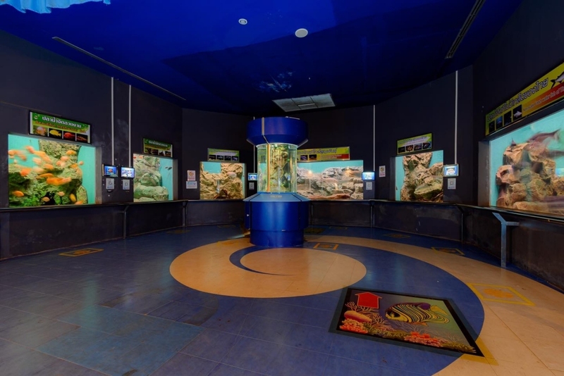 aquaria pluket, aquarium 2024, aquarium 2567, dolphinarium pattaya, monsters aquarium pattaya, sea life bangkok, sea life bangkok ocean world, sisaket aquarium, under water world, waghor aquarium, ซีไลฟ์ แบงคอก, ซีไลฟ์เปิดโซนใหม่, บึงฉวาก, บึงฉวากเฉลิมพระเกียรติ, พัทยา ดอลฟินนาเรียม, พิพิธภัณฑ์สัตว์น้ำ 2024, พิพิธภัณฑ์สัตว์น้ำ 2567, พิพิธภัณฑ์สัตว์น้ำบางแสน, พิพิธภัณฑ์สัตว์น้ำหว้ากอ, มอนสเตอร์ อควาเรียม, ศูนย์แสดงพันธุ์สัตว์น้ำศรีสะเกษ, สถานแสดงพันธุ์สัตว์น้ำระยอง, สถาบันวิทยาศาสตร์ทางทะเล, อควาดรียม ระยอง, อควาเรีย ภูเก็ต, อควาเรียม 2024, อควาเรียม 2567, อควาเรียม ม.บูพา, อควาเรียมชลบุรี, อควาเรียมบางแสน, อควาเรียมหว้ากอ, อควาเรียมใกล้กรุงเทพ, อันเดอร์วอเตอร์ เวิลด์, อันเดอร์วอเตอร์ เวิลด์ พัทยา, อุโมงค์ปลา, โลมาพัทยา, top 10+ อควาเรียมในประเทศไทย กรกฎาคม 2024 เด็ดโดนใจ ผจญภัย ตื่นตาตื่นใจไปกับโลกใต้น้ำ