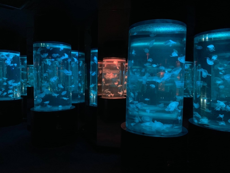 aquaria pluket, aquarium 2024, aquarium 2567, dolphinarium pattaya, monsters aquarium pattaya, sea life bangkok, sea life bangkok ocean world, sisaket aquarium, under water world, waghor aquarium, ซีไลฟ์ แบงคอก, ซีไลฟ์เปิดโซนใหม่, บึงฉวาก, บึงฉวากเฉลิมพระเกียรติ, พัทยา ดอลฟินนาเรียม, พิพิธภัณฑ์สัตว์น้ำ 2024, พิพิธภัณฑ์สัตว์น้ำ 2567, พิพิธภัณฑ์สัตว์น้ำบางแสน, พิพิธภัณฑ์สัตว์น้ำหว้ากอ, มอนสเตอร์ อควาเรียม, ศูนย์แสดงพันธุ์สัตว์น้ำศรีสะเกษ, สถานแสดงพันธุ์สัตว์น้ำระยอง, สถาบันวิทยาศาสตร์ทางทะเล, อควาดรียม ระยอง, อควาเรีย ภูเก็ต, อควาเรียม 2024, อควาเรียม 2567, อควาเรียม ม.บูพา, อควาเรียมชลบุรี, อควาเรียมบางแสน, อควาเรียมหว้ากอ, อควาเรียมใกล้กรุงเทพ, อันเดอร์วอเตอร์ เวิลด์, อันเดอร์วอเตอร์ เวิลด์ พัทยา, อุโมงค์ปลา, โลมาพัทยา, top 10+ อควาเรียมในประเทศไทย กรกฎาคม 2024 เด็ดโดนใจ ผจญภัย ตื่นตาตื่นใจไปกับโลกใต้น้ำ