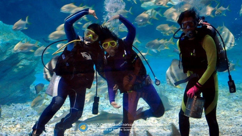 aquaria pluket, aquarium 2024, aquarium 2567, dolphinarium pattaya, monsters aquarium pattaya, sea life bangkok, sea life bangkok ocean world, sisaket aquarium, under water world, waghor aquarium, ซีไลฟ์ แบงคอก, ซีไลฟ์เปิดโซนใหม่, บึงฉวาก, บึงฉวากเฉลิมพระเกียรติ, พัทยา ดอลฟินนาเรียม, พิพิธภัณฑ์สัตว์น้ำ 2024, พิพิธภัณฑ์สัตว์น้ำ 2567, พิพิธภัณฑ์สัตว์น้ำบางแสน, พิพิธภัณฑ์สัตว์น้ำหว้ากอ, มอนสเตอร์ อควาเรียม, ศูนย์แสดงพันธุ์สัตว์น้ำศรีสะเกษ, สถานแสดงพันธุ์สัตว์น้ำระยอง, สถาบันวิทยาศาสตร์ทางทะเล, อควาดรียม ระยอง, อควาเรีย ภูเก็ต, อควาเรียม 2024, อควาเรียม 2567, อควาเรียม ม.บูพา, อควาเรียมชลบุรี, อควาเรียมบางแสน, อควาเรียมหว้ากอ, อควาเรียมใกล้กรุงเทพ, อันเดอร์วอเตอร์ เวิลด์, อันเดอร์วอเตอร์ เวิลด์ พัทยา, อุโมงค์ปลา, โลมาพัทยา, top 10+ อควาเรียมในประเทศไทย กรกฎาคม 2024 เด็ดโดนใจ ผจญภัย ตื่นตาตื่นใจไปกับโลกใต้น้ำ