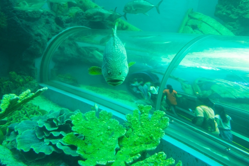 aquaria pluket, aquarium 2024, aquarium 2567, dolphinarium pattaya, monsters aquarium pattaya, sea life bangkok, sea life bangkok ocean world, sisaket aquarium, under water world, waghor aquarium, ซีไลฟ์ แบงคอก, ซีไลฟ์เปิดโซนใหม่, บึงฉวาก, บึงฉวากเฉลิมพระเกียรติ, พัทยา ดอลฟินนาเรียม, พิพิธภัณฑ์สัตว์น้ำ 2024, พิพิธภัณฑ์สัตว์น้ำ 2567, พิพิธภัณฑ์สัตว์น้ำบางแสน, พิพิธภัณฑ์สัตว์น้ำหว้ากอ, มอนสเตอร์ อควาเรียม, ศูนย์แสดงพันธุ์สัตว์น้ำศรีสะเกษ, สถานแสดงพันธุ์สัตว์น้ำระยอง, สถาบันวิทยาศาสตร์ทางทะเล, อควาดรียม ระยอง, อควาเรีย ภูเก็ต, อควาเรียม 2024, อควาเรียม 2567, อควาเรียม ม.บูพา, อควาเรียมชลบุรี, อควาเรียมบางแสน, อควาเรียมหว้ากอ, อควาเรียมใกล้กรุงเทพ, อันเดอร์วอเตอร์ เวิลด์, อันเดอร์วอเตอร์ เวิลด์ พัทยา, อุโมงค์ปลา, โลมาพัทยา, top 10+ อควาเรียมในประเทศไทย กรกฎาคม 2024 เด็ดโดนใจ ผจญภัย ตื่นตาตื่นใจไปกับโลกใต้น้ำ
