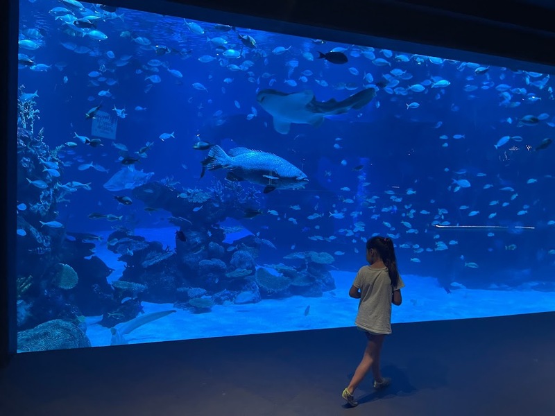 aquaria pluket, aquarium 2024, aquarium 2567, dolphinarium pattaya, monsters aquarium pattaya, sea life bangkok, sea life bangkok ocean world, sisaket aquarium, under water world, waghor aquarium, ซีไลฟ์ แบงคอก, ซีไลฟ์เปิดโซนใหม่, บึงฉวาก, บึงฉวากเฉลิมพระเกียรติ, พัทยา ดอลฟินนาเรียม, พิพิธภัณฑ์สัตว์น้ำ 2024, พิพิธภัณฑ์สัตว์น้ำ 2567, พิพิธภัณฑ์สัตว์น้ำบางแสน, พิพิธภัณฑ์สัตว์น้ำหว้ากอ, มอนสเตอร์ อควาเรียม, ศูนย์แสดงพันธุ์สัตว์น้ำศรีสะเกษ, สถานแสดงพันธุ์สัตว์น้ำระยอง, สถาบันวิทยาศาสตร์ทางทะเล, อควาดรียม ระยอง, อควาเรีย ภูเก็ต, อควาเรียม 2024, อควาเรียม 2567, อควาเรียม ม.บูพา, อควาเรียมชลบุรี, อควาเรียมบางแสน, อควาเรียมหว้ากอ, อควาเรียมใกล้กรุงเทพ, อันเดอร์วอเตอร์ เวิลด์, อันเดอร์วอเตอร์ เวิลด์ พัทยา, อุโมงค์ปลา, โลมาพัทยา, top 10+ อควาเรียมในประเทศไทย กรกฎาคม 2024 เด็ดโดนใจ ผจญภัย ตื่นตาตื่นใจไปกับโลกใต้น้ำ