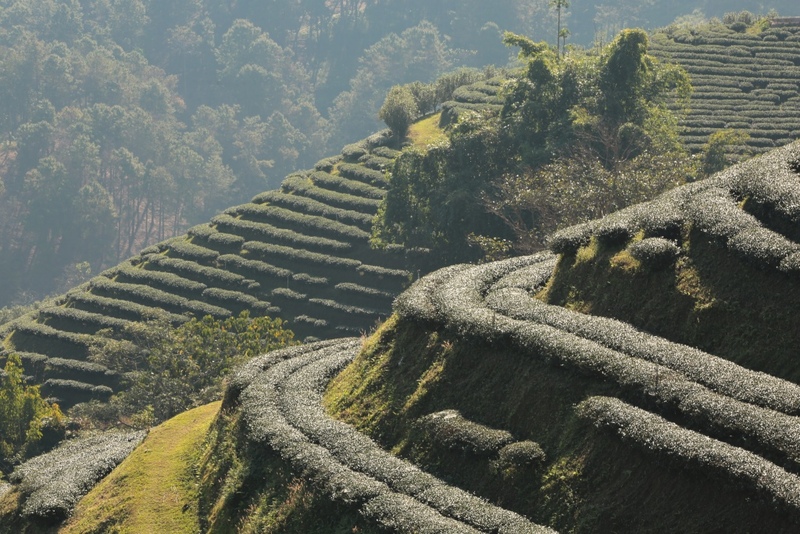 akha farmville, choui fong, singha park, กาดเจียงฮายรำลึก, ขุนน้ำนางนอน, คอฟฟี่ฮิลล์, จุดชมวิวดอยช้างมูบ, ช่องเขาขาด, ฐานปฏิบัติการดอยช้างมูบ, ดอยผาตั้ง, ดอยผาหมี, ดอยแม่สลอง, ตลาดแม่สาย, ตุงหลวงเฉลิมพระเกียรติ, ถนนคนเดินเชียงราย, ถ้ำหลวง ขุนน้ำนางนอน, ที่เที่ยวเชียงราย, ที่เที่ยวเชียงราย 2023, ที่เที่ยวเชียงราย 2566, ที่เที่ยวเชียงราย ธรรมชาติ, ที่เที่ยวเชียงราย ในเมือง, ที่เที่ยวเชียงรายใกล้ฉัน, ผาฮี้, พระธาตุดอยแม่ย่าม่อน, พระอุโบสถสีน้ำเงิน, พระโพธิสัตว์กวนอิมใหญ่ที่สุดในไทย, พิพิธภัณฑ์บ้านดำ, ฟาร์มแกะ ดอยช้าง, ภูชี้ดาว, ภูชี้ฟ้า, วัดป่าญะ, วัดพระธาตุดอยตุง, วัดพระธาตุแม่ย่าม่อน, วัดร่องขุ่น, วัดร่องเสือเต้น, วัดห้วยปลากั้ง, สวนคุณปู่ life museum, สวนคุณปู่ เชียงราย, สะพานไม้ไผ่ไร่ผาฮี้, สามเหลี่ยมทองคำ, สิงห์ปาร์ค, หมู่บ้านกะเหรี่ยงคอยาว, หมู่บ้านชาวเขากะเหรี่ยงคอยาว, หมู่บ้านสันติคีรี, อนุสาวรีย์พ่อขุนเม็งรายมหาราช, อาข่า ฟาร์ม, เชียงราย, เชียงราย 2023, เชียงราย 2566, เชียงรายไนท์บาซาร์, เที่ยวเชียงราย, โชคธรรมเจดีย์ 9 ชั้น, ไร่ชาฉุยฟง, ไฮเดรนเยีย ดอยแม่มอญ, ไฮเดรนเยียซัง, top 25+ ที่เที่ยวเชียงราย [กรกฎาคม 2024] ไหว้พระ ชมธรรมชาติ สัมผัสวิถีชีวิตชาวเขา ที่ดินแดนเหนือสุดประเทศไทย