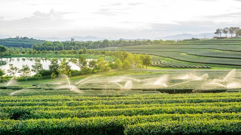 akha farmville, choui fong, singha park, กาดเจียงฮายรำลึก, ขุนน้ำนางนอน, คอฟฟี่ฮิลล์, จุดชมวิวดอยช้างมูบ, ช่องเขาขาด, ฐานปฏิบัติการดอยช้างมูบ, ดอยผาตั้ง, ดอยผาหมี, ดอยแม่สลอง, ตลาดแม่สาย, ตุงหลวงเฉลิมพระเกียรติ, ถนนคนเดินเชียงราย, ถ้ำหลวง ขุนน้ำนางนอน, ที่เที่ยวเชียงราย, ที่เที่ยวเชียงราย 2023, ที่เที่ยวเชียงราย 2566, ที่เที่ยวเชียงราย ธรรมชาติ, ที่เที่ยวเชียงราย ในเมือง, ที่เที่ยวเชียงรายใกล้ฉัน, ผาฮี้, พระธาตุดอยแม่ย่าม่อน, พระอุโบสถสีน้ำเงิน, พระโพธิสัตว์กวนอิมใหญ่ที่สุดในไทย, พิพิธภัณฑ์บ้านดำ, ฟาร์มแกะ ดอยช้าง, ภูชี้ดาว, ภูชี้ฟ้า, วัดป่าญะ, วัดพระธาตุดอยตุง, วัดพระธาตุแม่ย่าม่อน, วัดร่องขุ่น, วัดร่องเสือเต้น, วัดห้วยปลากั้ง, สวนคุณปู่ life museum, สวนคุณปู่ เชียงราย, สะพานไม้ไผ่ไร่ผาฮี้, สามเหลี่ยมทองคำ, สิงห์ปาร์ค, หมู่บ้านกะเหรี่ยงคอยาว, หมู่บ้านชาวเขากะเหรี่ยงคอยาว, หมู่บ้านสันติคีรี, อนุสาวรีย์พ่อขุนเม็งรายมหาราช, อาข่า ฟาร์ม, เชียงราย, เชียงราย 2023, เชียงราย 2566, เชียงรายไนท์บาซาร์, เที่ยวเชียงราย, โชคธรรมเจดีย์ 9 ชั้น, ไร่ชาฉุยฟง, ไฮเดรนเยีย ดอยแม่มอญ, ไฮเดรนเยียซัง, top 25+ ที่เที่ยวเชียงราย [กรกฎาคม 2024] ไหว้พระ ชมธรรมชาติ สัมผัสวิถีชีวิตชาวเขา ที่ดินแดนเหนือสุดประเทศไทย