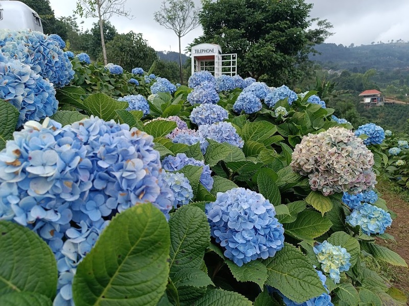 akha farmville, choui fong, singha park, กาดเจียงฮายรำลึก, ขุนน้ำนางนอน, คอฟฟี่ฮิลล์, จุดชมวิวดอยช้างมูบ, ช่องเขาขาด, ฐานปฏิบัติการดอยช้างมูบ, ดอยผาตั้ง, ดอยผาหมี, ดอยแม่สลอง, ตลาดแม่สาย, ตุงหลวงเฉลิมพระเกียรติ, ถนนคนเดินเชียงราย, ถ้ำหลวง ขุนน้ำนางนอน, ที่เที่ยวเชียงราย, ที่เที่ยวเชียงราย 2023, ที่เที่ยวเชียงราย 2566, ที่เที่ยวเชียงราย ธรรมชาติ, ที่เที่ยวเชียงราย ในเมือง, ที่เที่ยวเชียงรายใกล้ฉัน, ผาฮี้, พระธาตุดอยแม่ย่าม่อน, พระอุโบสถสีน้ำเงิน, พระโพธิสัตว์กวนอิมใหญ่ที่สุดในไทย, พิพิธภัณฑ์บ้านดำ, ฟาร์มแกะ ดอยช้าง, ภูชี้ดาว, ภูชี้ฟ้า, วัดป่าญะ, วัดพระธาตุดอยตุง, วัดพระธาตุแม่ย่าม่อน, วัดร่องขุ่น, วัดร่องเสือเต้น, วัดห้วยปลากั้ง, สวนคุณปู่ life museum, สวนคุณปู่ เชียงราย, สะพานไม้ไผ่ไร่ผาฮี้, สามเหลี่ยมทองคำ, สิงห์ปาร์ค, หมู่บ้านกะเหรี่ยงคอยาว, หมู่บ้านชาวเขากะเหรี่ยงคอยาว, หมู่บ้านสันติคีรี, อนุสาวรีย์พ่อขุนเม็งรายมหาราช, อาข่า ฟาร์ม, เชียงราย, เชียงราย 2023, เชียงราย 2566, เชียงรายไนท์บาซาร์, เที่ยวเชียงราย, โชคธรรมเจดีย์ 9 ชั้น, ไร่ชาฉุยฟง, ไฮเดรนเยีย ดอยแม่มอญ, ไฮเดรนเยียซัง, top 25+ ที่เที่ยวเชียงราย [กรกฎาคม 2024] ไหว้พระ ชมธรรมชาติ สัมผัสวิถีชีวิตชาวเขา ที่ดินแดนเหนือสุดประเทศไทย