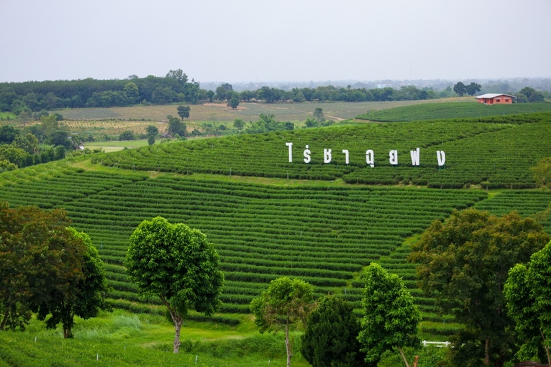akha farmville, choui fong, singha park, กาดเจียงฮายรำลึก, ขุนน้ำนางนอน, คอฟฟี่ฮิลล์, จุดชมวิวดอยช้างมูบ, ช่องเขาขาด, ฐานปฏิบัติการดอยช้างมูบ, ดอยผาตั้ง, ดอยผาหมี, ดอยแม่สลอง, ตลาดแม่สาย, ตุงหลวงเฉลิมพระเกียรติ, ถนนคนเดินเชียงราย, ถ้ำหลวง ขุนน้ำนางนอน, ที่เที่ยวเชียงราย, ที่เที่ยวเชียงราย 2023, ที่เที่ยวเชียงราย 2566, ที่เที่ยวเชียงราย ธรรมชาติ, ที่เที่ยวเชียงราย ในเมือง, ที่เที่ยวเชียงรายใกล้ฉัน, ผาฮี้, พระธาตุดอยแม่ย่าม่อน, พระอุโบสถสีน้ำเงิน, พระโพธิสัตว์กวนอิมใหญ่ที่สุดในไทย, พิพิธภัณฑ์บ้านดำ, ฟาร์มแกะ ดอยช้าง, ภูชี้ดาว, ภูชี้ฟ้า, วัดป่าญะ, วัดพระธาตุดอยตุง, วัดพระธาตุแม่ย่าม่อน, วัดร่องขุ่น, วัดร่องเสือเต้น, วัดห้วยปลากั้ง, สวนคุณปู่ life museum, สวนคุณปู่ เชียงราย, สะพานไม้ไผ่ไร่ผาฮี้, สามเหลี่ยมทองคำ, สิงห์ปาร์ค, หมู่บ้านกะเหรี่ยงคอยาว, หมู่บ้านชาวเขากะเหรี่ยงคอยาว, หมู่บ้านสันติคีรี, อนุสาวรีย์พ่อขุนเม็งรายมหาราช, อาข่า ฟาร์ม, เชียงราย, เชียงราย 2023, เชียงราย 2566, เชียงรายไนท์บาซาร์, เที่ยวเชียงราย, โชคธรรมเจดีย์ 9 ชั้น, ไร่ชาฉุยฟง, ไฮเดรนเยีย ดอยแม่มอญ, ไฮเดรนเยียซัง, top 25+ ที่เที่ยวเชียงราย [กรกฎาคม 2024] ไหว้พระ ชมธรรมชาติ สัมผัสวิถีชีวิตชาวเขา ที่ดินแดนเหนือสุดประเทศไทย