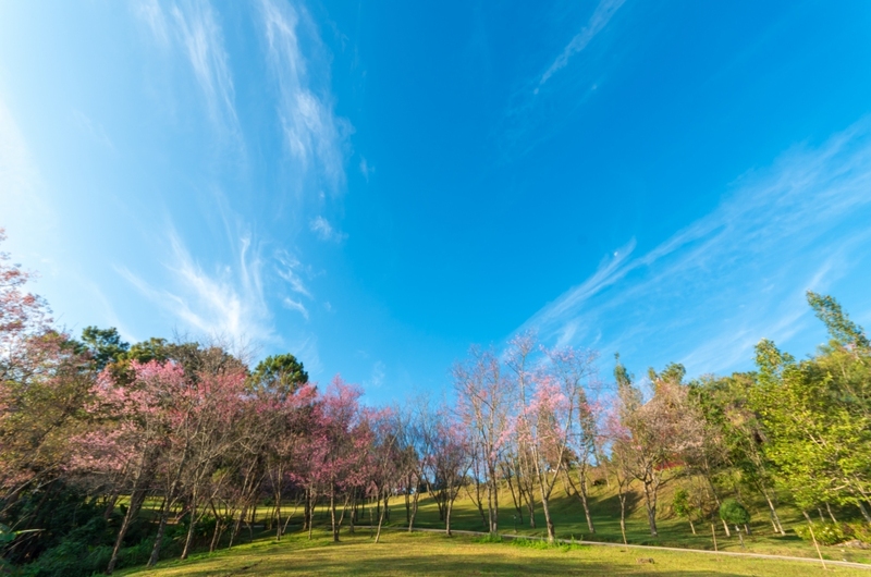 akha farmville, choui fong, singha park, กาดเจียงฮายรำลึก, ขุนน้ำนางนอน, คอฟฟี่ฮิลล์, จุดชมวิวดอยช้างมูบ, ช่องเขาขาด, ฐานปฏิบัติการดอยช้างมูบ, ดอยผาตั้ง, ดอยผาหมี, ดอยแม่สลอง, ตลาดแม่สาย, ตุงหลวงเฉลิมพระเกียรติ, ถนนคนเดินเชียงราย, ถ้ำหลวง ขุนน้ำนางนอน, ที่เที่ยวเชียงราย, ที่เที่ยวเชียงราย 2023, ที่เที่ยวเชียงราย 2566, ที่เที่ยวเชียงราย ธรรมชาติ, ที่เที่ยวเชียงราย ในเมือง, ที่เที่ยวเชียงรายใกล้ฉัน, ผาฮี้, พระธาตุดอยแม่ย่าม่อน, พระอุโบสถสีน้ำเงิน, พระโพธิสัตว์กวนอิมใหญ่ที่สุดในไทย, พิพิธภัณฑ์บ้านดำ, ฟาร์มแกะ ดอยช้าง, ภูชี้ดาว, ภูชี้ฟ้า, วัดป่าญะ, วัดพระธาตุดอยตุง, วัดพระธาตุแม่ย่าม่อน, วัดร่องขุ่น, วัดร่องเสือเต้น, วัดห้วยปลากั้ง, สวนคุณปู่ life museum, สวนคุณปู่ เชียงราย, สะพานไม้ไผ่ไร่ผาฮี้, สามเหลี่ยมทองคำ, สิงห์ปาร์ค, หมู่บ้านกะเหรี่ยงคอยาว, หมู่บ้านชาวเขากะเหรี่ยงคอยาว, หมู่บ้านสันติคีรี, อนุสาวรีย์พ่อขุนเม็งรายมหาราช, อาข่า ฟาร์ม, เชียงราย, เชียงราย 2023, เชียงราย 2566, เชียงรายไนท์บาซาร์, เที่ยวเชียงราย, โชคธรรมเจดีย์ 9 ชั้น, ไร่ชาฉุยฟง, ไฮเดรนเยีย ดอยแม่มอญ, ไฮเดรนเยียซัง, top 25+ ที่เที่ยวเชียงราย [กรกฎาคม 2024] ไหว้พระ ชมธรรมชาติ สัมผัสวิถีชีวิตชาวเขา ที่ดินแดนเหนือสุดประเทศไทย