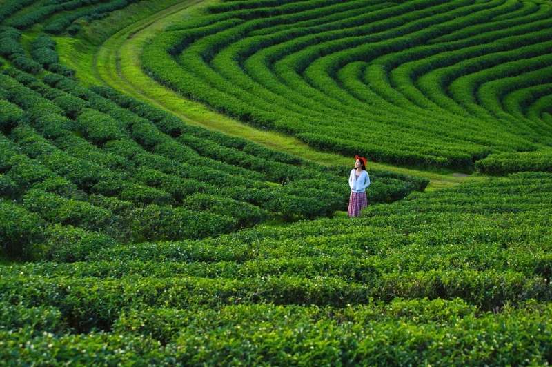 akha farmville, choui fong, singha park, กาดเจียงฮายรำลึก, ขุนน้ำนางนอน, คอฟฟี่ฮิลล์, จุดชมวิวดอยช้างมูบ, ช่องเขาขาด, ฐานปฏิบัติการดอยช้างมูบ, ดอยผาตั้ง, ดอยผาหมี, ดอยแม่สลอง, ตลาดแม่สาย, ตุงหลวงเฉลิมพระเกียรติ, ถนนคนเดินเชียงราย, ถ้ำหลวง ขุนน้ำนางนอน, ที่เที่ยวเชียงราย, ที่เที่ยวเชียงราย 2023, ที่เที่ยวเชียงราย 2566, ที่เที่ยวเชียงราย ธรรมชาติ, ที่เที่ยวเชียงราย ในเมือง, ที่เที่ยวเชียงรายใกล้ฉัน, ผาฮี้, พระธาตุดอยแม่ย่าม่อน, พระอุโบสถสีน้ำเงิน, พระโพธิสัตว์กวนอิมใหญ่ที่สุดในไทย, พิพิธภัณฑ์บ้านดำ, ฟาร์มแกะ ดอยช้าง, ภูชี้ดาว, ภูชี้ฟ้า, วัดป่าญะ, วัดพระธาตุดอยตุง, วัดพระธาตุแม่ย่าม่อน, วัดร่องขุ่น, วัดร่องเสือเต้น, วัดห้วยปลากั้ง, สวนคุณปู่ life museum, สวนคุณปู่ เชียงราย, สะพานไม้ไผ่ไร่ผาฮี้, สามเหลี่ยมทองคำ, สิงห์ปาร์ค, หมู่บ้านกะเหรี่ยงคอยาว, หมู่บ้านชาวเขากะเหรี่ยงคอยาว, หมู่บ้านสันติคีรี, อนุสาวรีย์พ่อขุนเม็งรายมหาราช, อาข่า ฟาร์ม, เชียงราย, เชียงราย 2023, เชียงราย 2566, เชียงรายไนท์บาซาร์, เที่ยวเชียงราย, โชคธรรมเจดีย์ 9 ชั้น, ไร่ชาฉุยฟง, ไฮเดรนเยีย ดอยแม่มอญ, ไฮเดรนเยียซัง, top 25+ ที่เที่ยวเชียงราย [กรกฎาคม 2024] ไหว้พระ ชมธรรมชาติ สัมผัสวิถีชีวิตชาวเขา ที่ดินแดนเหนือสุดประเทศไทย