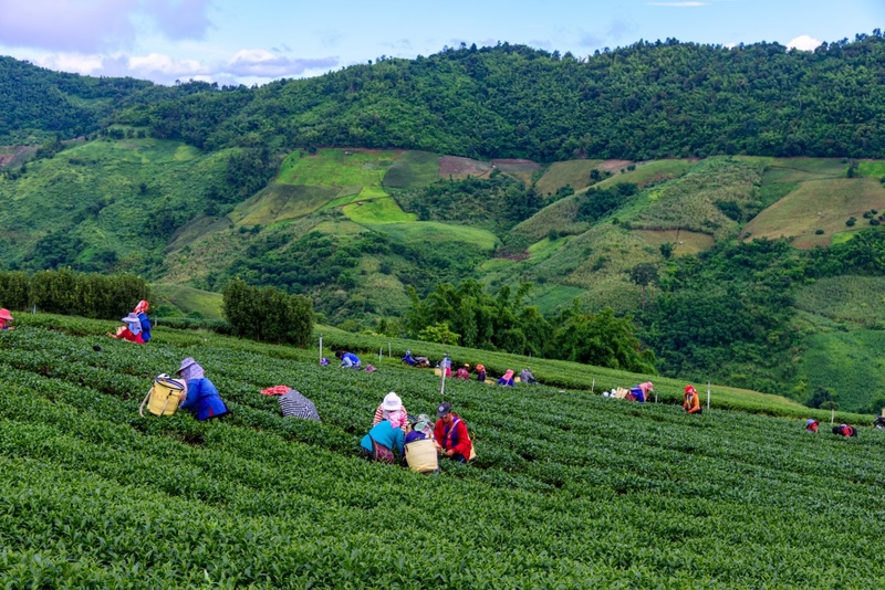 akha farmville, choui fong, singha park, กาดเจียงฮายรำลึก, ขุนน้ำนางนอน, คอฟฟี่ฮิลล์, จุดชมวิวดอยช้างมูบ, ช่องเขาขาด, ฐานปฏิบัติการดอยช้างมูบ, ดอยผาตั้ง, ดอยผาหมี, ดอยแม่สลอง, ตลาดแม่สาย, ตุงหลวงเฉลิมพระเกียรติ, ถนนคนเดินเชียงราย, ถ้ำหลวง ขุนน้ำนางนอน, ที่เที่ยวเชียงราย, ที่เที่ยวเชียงราย 2023, ที่เที่ยวเชียงราย 2566, ที่เที่ยวเชียงราย ธรรมชาติ, ที่เที่ยวเชียงราย ในเมือง, ที่เที่ยวเชียงรายใกล้ฉัน, ผาฮี้, พระธาตุดอยแม่ย่าม่อน, พระอุโบสถสีน้ำเงิน, พระโพธิสัตว์กวนอิมใหญ่ที่สุดในไทย, พิพิธภัณฑ์บ้านดำ, ฟาร์มแกะ ดอยช้าง, ภูชี้ดาว, ภูชี้ฟ้า, วัดป่าญะ, วัดพระธาตุดอยตุง, วัดพระธาตุแม่ย่าม่อน, วัดร่องขุ่น, วัดร่องเสือเต้น, วัดห้วยปลากั้ง, สวนคุณปู่ life museum, สวนคุณปู่ เชียงราย, สะพานไม้ไผ่ไร่ผาฮี้, สามเหลี่ยมทองคำ, สิงห์ปาร์ค, หมู่บ้านกะเหรี่ยงคอยาว, หมู่บ้านชาวเขากะเหรี่ยงคอยาว, หมู่บ้านสันติคีรี, อนุสาวรีย์พ่อขุนเม็งรายมหาราช, อาข่า ฟาร์ม, เชียงราย, เชียงราย 2023, เชียงราย 2566, เชียงรายไนท์บาซาร์, เที่ยวเชียงราย, โชคธรรมเจดีย์ 9 ชั้น, ไร่ชาฉุยฟง, ไฮเดรนเยีย ดอยแม่มอญ, ไฮเดรนเยียซัง, top 25+ ที่เที่ยวเชียงราย [กรกฎาคม 2024] ไหว้พระ ชมธรรมชาติ สัมผัสวิถีชีวิตชาวเขา ที่ดินแดนเหนือสุดประเทศไทย