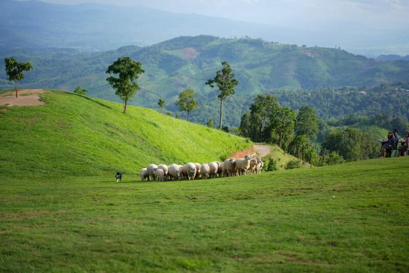 akha farmville, choui fong, singha park, กาดเจียงฮายรำลึก, ขุนน้ำนางนอน, คอฟฟี่ฮิลล์, จุดชมวิวดอยช้างมูบ, ช่องเขาขาด, ฐานปฏิบัติการดอยช้างมูบ, ดอยผาตั้ง, ดอยผาหมี, ดอยแม่สลอง, ตลาดแม่สาย, ตุงหลวงเฉลิมพระเกียรติ, ถนนคนเดินเชียงราย, ถ้ำหลวง ขุนน้ำนางนอน, ที่เที่ยวเชียงราย, ที่เที่ยวเชียงราย 2023, ที่เที่ยวเชียงราย 2566, ที่เที่ยวเชียงราย ธรรมชาติ, ที่เที่ยวเชียงราย ในเมือง, ที่เที่ยวเชียงรายใกล้ฉัน, ผาฮี้, พระธาตุดอยแม่ย่าม่อน, พระอุโบสถสีน้ำเงิน, พระโพธิสัตว์กวนอิมใหญ่ที่สุดในไทย, พิพิธภัณฑ์บ้านดำ, ฟาร์มแกะ ดอยช้าง, ภูชี้ดาว, ภูชี้ฟ้า, วัดป่าญะ, วัดพระธาตุดอยตุง, วัดพระธาตุแม่ย่าม่อน, วัดร่องขุ่น, วัดร่องเสือเต้น, วัดห้วยปลากั้ง, สวนคุณปู่ life museum, สวนคุณปู่ เชียงราย, สะพานไม้ไผ่ไร่ผาฮี้, สามเหลี่ยมทองคำ, สิงห์ปาร์ค, หมู่บ้านกะเหรี่ยงคอยาว, หมู่บ้านชาวเขากะเหรี่ยงคอยาว, หมู่บ้านสันติคีรี, อนุสาวรีย์พ่อขุนเม็งรายมหาราช, อาข่า ฟาร์ม, เชียงราย, เชียงราย 2023, เชียงราย 2566, เชียงรายไนท์บาซาร์, เที่ยวเชียงราย, โชคธรรมเจดีย์ 9 ชั้น, ไร่ชาฉุยฟง, ไฮเดรนเยีย ดอยแม่มอญ, ไฮเดรนเยียซัง, top 25+ ที่เที่ยวเชียงราย [กรกฎาคม 2024] ไหว้พระ ชมธรรมชาติ สัมผัสวิถีชีวิตชาวเขา ที่ดินแดนเหนือสุดประเทศไทย