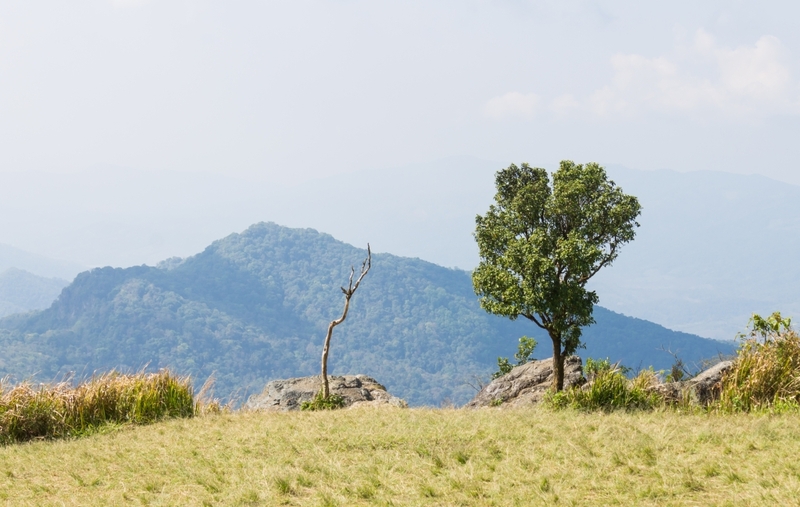 akha farmville, choui fong, singha park, กาดเจียงฮายรำลึก, ขุนน้ำนางนอน, คอฟฟี่ฮิลล์, จุดชมวิวดอยช้างมูบ, ช่องเขาขาด, ฐานปฏิบัติการดอยช้างมูบ, ดอยผาตั้ง, ดอยผาหมี, ดอยแม่สลอง, ตลาดแม่สาย, ตุงหลวงเฉลิมพระเกียรติ, ถนนคนเดินเชียงราย, ถ้ำหลวง ขุนน้ำนางนอน, ที่เที่ยวเชียงราย, ที่เที่ยวเชียงราย 2023, ที่เที่ยวเชียงราย 2566, ที่เที่ยวเชียงราย ธรรมชาติ, ที่เที่ยวเชียงราย ในเมือง, ที่เที่ยวเชียงรายใกล้ฉัน, ผาฮี้, พระธาตุดอยแม่ย่าม่อน, พระอุโบสถสีน้ำเงิน, พระโพธิสัตว์กวนอิมใหญ่ที่สุดในไทย, พิพิธภัณฑ์บ้านดำ, ฟาร์มแกะ ดอยช้าง, ภูชี้ดาว, ภูชี้ฟ้า, วัดป่าญะ, วัดพระธาตุดอยตุง, วัดพระธาตุแม่ย่าม่อน, วัดร่องขุ่น, วัดร่องเสือเต้น, วัดห้วยปลากั้ง, สวนคุณปู่ life museum, สวนคุณปู่ เชียงราย, สะพานไม้ไผ่ไร่ผาฮี้, สามเหลี่ยมทองคำ, สิงห์ปาร์ค, หมู่บ้านกะเหรี่ยงคอยาว, หมู่บ้านชาวเขากะเหรี่ยงคอยาว, หมู่บ้านสันติคีรี, อนุสาวรีย์พ่อขุนเม็งรายมหาราช, อาข่า ฟาร์ม, เชียงราย, เชียงราย 2023, เชียงราย 2566, เชียงรายไนท์บาซาร์, เที่ยวเชียงราย, โชคธรรมเจดีย์ 9 ชั้น, ไร่ชาฉุยฟง, ไฮเดรนเยีย ดอยแม่มอญ, ไฮเดรนเยียซัง, top 25+ ที่เที่ยวเชียงราย [กรกฎาคม 2024] ไหว้พระ ชมธรรมชาติ สัมผัสวิถีชีวิตชาวเขา ที่ดินแดนเหนือสุดประเทศไทย
