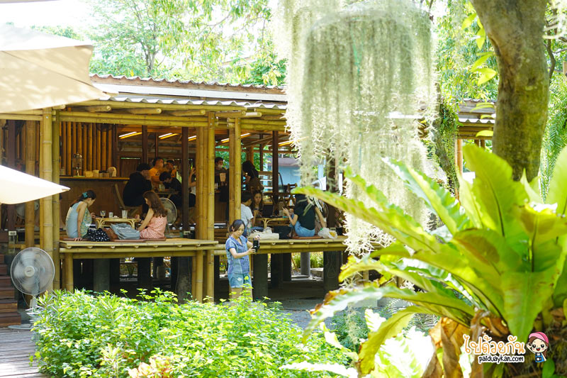natura garden cafe, ภูมิใจการ์เด้น, คาเฟ่พระราม2, natura garden cafe คาเฟ่ฟีลสวน โดดเด่นด้วยต้นเคราฤาษี