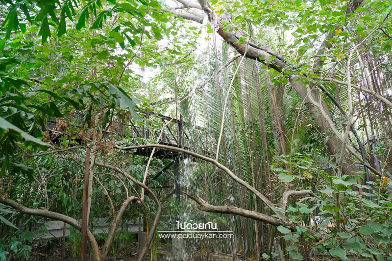 hiddenwoods บางกระเจ้า, ฮิดเดิลวูดส์ บางกระเจ้า, ร้านกาแฟบางกระเจ้า, คาเฟ่บางกระเจ้า, บางกระเจ้า, ฮิดเดิลวูดส์ บางกระเจ้า คาเฟ่ริมน้ำ กลางแมกไม้สีเขียว