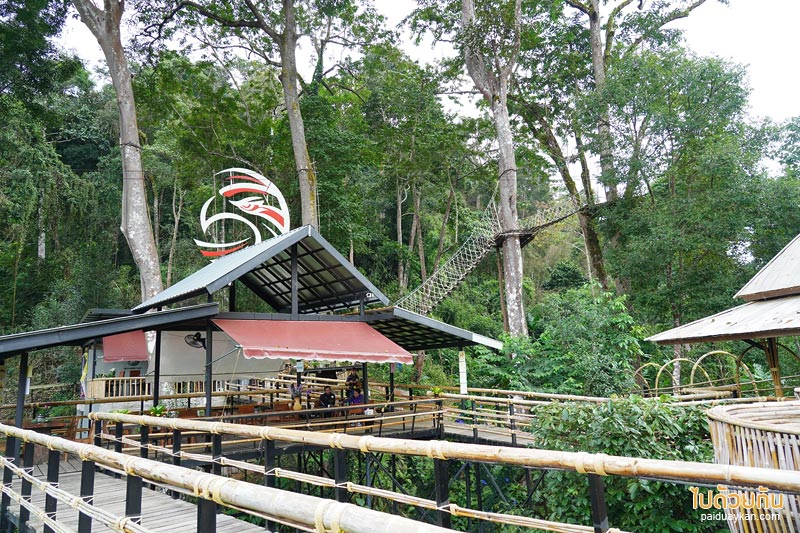 คาเฟ่ปางไฮ, คาเฟ่ดอยสะเก็ด, sky hawk café คาเฟ่ลับกลางป่าใหญ่ กับมุมที่นั่งลอยฟ้าสุดเก๋