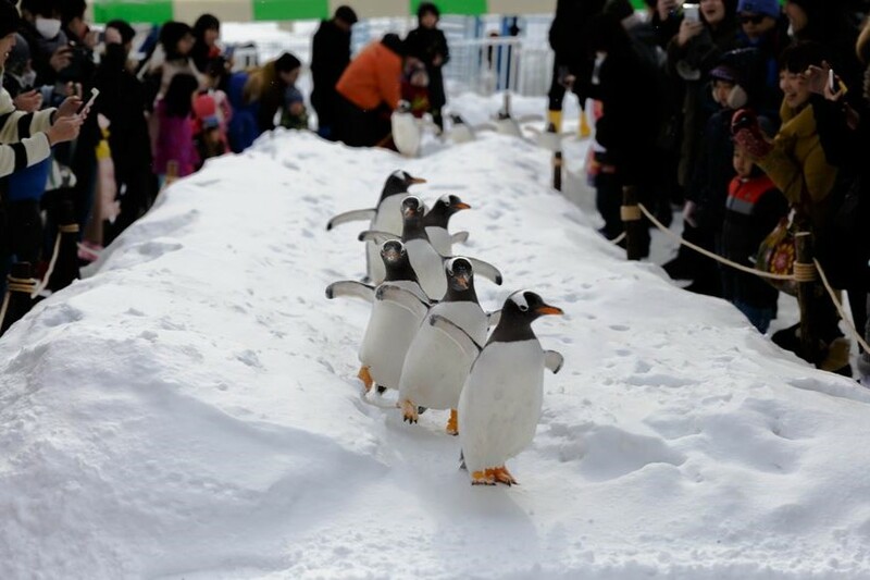 asahiyama zoo, daimaru, hill of the buddha, hokkaido shrine, jigokudani noboribetsu, lake shikotsu, makomonai takino, mt. moiwa, nijo market, nikka, ningle terrance, niseko village ski resort, noren yokocho, otaru, otaru aquarium, sapporo station, sapporo stellar place, snow festival, susukino, tanukikoji, ขนมฮอกไกโด, คลองโอตารุ, จุดชมวิวโมอิวะ, ซัปโปโร, ซูซูกิโนะ, ตลาดนิโจ, ทะเลสาปชิโกสึ, ทานูกิโคจิ, นิเซโกะ สกีรีสอร์ท, พิพิธภัณฑ์สัตว์น้ำโอตารุ, ภูเขาโมอิวะ, ย่านซูซูกิโนะ, ลานสกีฮอกไกโด, ศาลเจ้าฮอกไกโด, สถานีรถไฟซัปโปโร, สวนสัตว์อาซาฮิยามะ, หมู่บ้านเทพนิยาย, หุบเขานรก, ฮอกไกโด 2024, ฮอกไกโด 2567, เที่ยวฮอกไกโด 2024, เที่ยวฮอกไกโด 2567, เนินเขาแห่งพระพุทธเจ้า, เเล่นสกีฮอกไกโด, แลนด์มาร์ฮอกไกโด, โมอาย ฮอกไกโด, top 15+ ที่เที่ยวฮอกไกโด 2024 เก็บทุกจุดแลนด์มาร์ค บรรยากาศฟินๆ