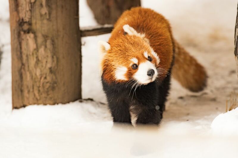 asahiyama zoo, daimaru, hill of the buddha, hokkaido shrine, jigokudani noboribetsu, lake shikotsu, makomonai takino, mt. moiwa, nijo market, nikka, ningle terrance, niseko village ski resort, noren yokocho, otaru, otaru aquarium, sapporo station, sapporo stellar place, snow festival, susukino, tanukikoji, ขนมฮอกไกโด, คลองโอตารุ, จุดชมวิวโมอิวะ, ซัปโปโร, ซูซูกิโนะ, ตลาดนิโจ, ทะเลสาปชิโกสึ, ทานูกิโคจิ, นิเซโกะ สกีรีสอร์ท, พิพิธภัณฑ์สัตว์น้ำโอตารุ, ภูเขาโมอิวะ, ย่านซูซูกิโนะ, ลานสกีฮอกไกโด, ศาลเจ้าฮอกไกโด, สถานีรถไฟซัปโปโร, สวนสัตว์อาซาฮิยามะ, หมู่บ้านเทพนิยาย, หุบเขานรก, ฮอกไกโด 2024, ฮอกไกโด 2567, เที่ยวฮอกไกโด 2024, เที่ยวฮอกไกโด 2567, เนินเขาแห่งพระพุทธเจ้า, เเล่นสกีฮอกไกโด, แลนด์มาร์ฮอกไกโด, โมอาย ฮอกไกโด, top 15+ ที่เที่ยวฮอกไกโด 2024 เก็บทุกจุดแลนด์มาร์ค บรรยากาศฟินๆ