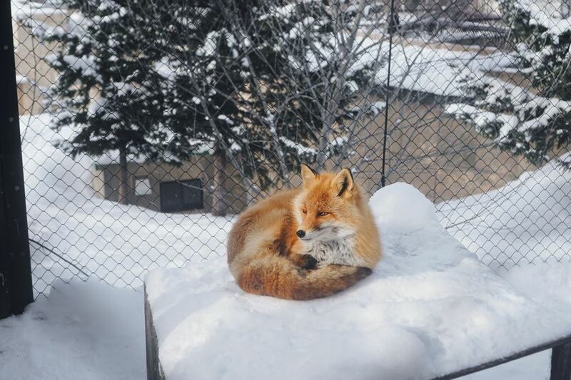 asahiyama zoo, daimaru, hill of the buddha, hokkaido shrine, jigokudani noboribetsu, lake shikotsu, makomonai takino, mt. moiwa, nijo market, nikka, ningle terrance, niseko village ski resort, noren yokocho, otaru, otaru aquarium, sapporo station, sapporo stellar place, snow festival, susukino, tanukikoji, ขนมฮอกไกโด, คลองโอตารุ, จุดชมวิวโมอิวะ, ซัปโปโร, ซูซูกิโนะ, ตลาดนิโจ, ทะเลสาปชิโกสึ, ทานูกิโคจิ, นิเซโกะ สกีรีสอร์ท, พิพิธภัณฑ์สัตว์น้ำโอตารุ, ภูเขาโมอิวะ, ย่านซูซูกิโนะ, ลานสกีฮอกไกโด, ศาลเจ้าฮอกไกโด, สถานีรถไฟซัปโปโร, สวนสัตว์อาซาฮิยามะ, หมู่บ้านเทพนิยาย, หุบเขานรก, ฮอกไกโด 2024, ฮอกไกโด 2567, เที่ยวฮอกไกโด 2024, เที่ยวฮอกไกโด 2567, เนินเขาแห่งพระพุทธเจ้า, เเล่นสกีฮอกไกโด, แลนด์มาร์ฮอกไกโด, โมอาย ฮอกไกโด, top 15+ ที่เที่ยวฮอกไกโด 2024 เก็บทุกจุดแลนด์มาร์ค บรรยากาศฟินๆ