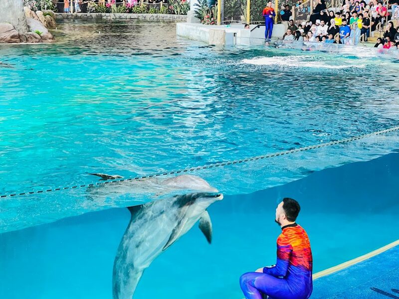 aals, abu dhabi ocean, adélie penguins, advanced animal lighting system, ahmed ibn majid, animals care center, antarctica, arctic, chinstrap penguin, eel racer, endless ocean, endless vista, explorer&039;s sea base, gentoo penguin, hypersphere 360, interactive, jelly plunge, kelp climb, king penguin, laszlo and oskar, live characters & performances, macaroni penguin, manta coaster, micro ocean, naham theater, octozoom!, one ocean, rockhopper penguin, rocky point, schooling fish, seaworld abu dhabi, the cave, tropical ocean, turtle twist, umberto’s, yas island, กระเบนทะเล, การแสดงโลมา, นกพัฟฟิน, นาคทะเล, ปลาไหลมอเรย์, ปูทะเล, พิพิธภัณฑ์สัตว์น้ำซีเวิลด์, ฟลามิงโก้, สัตว์ทะเล, อควาเรียมอาบูดาบี, อควาเรียมใหญ่ที่สุดในโลก, อาบูดาบี 2023, อุโมงค์ปลา, เกาะยาส, เที่ยว uae, เที่ยว uae 2023, แมวน้ำ, แอนตาร์กติกา, seaworld abu dhabi อควาเรียมเปิดใหม่ ใหญ่ที่สุดในโลก
