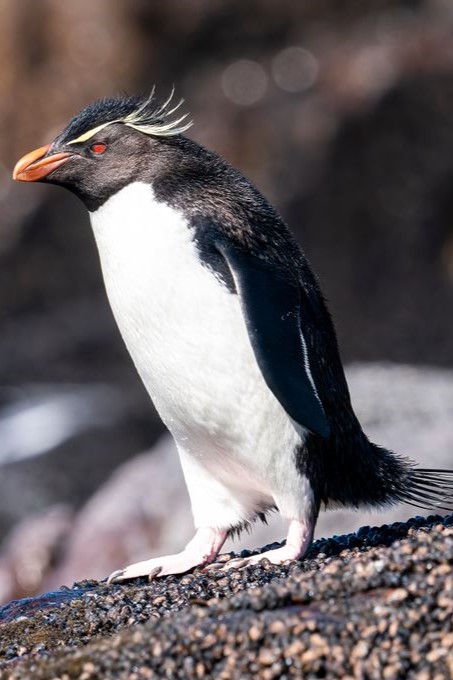aals, abu dhabi ocean, adélie penguins, advanced animal lighting system, ahmed ibn majid, animals care center, antarctica, arctic, chinstrap penguin, eel racer, endless ocean, endless vista, explorer&039;s sea base, gentoo penguin, hypersphere 360, interactive, jelly plunge, kelp climb, king penguin, laszlo and oskar, live characters & performances, macaroni penguin, manta coaster, micro ocean, naham theater, octozoom!, one ocean, rockhopper penguin, rocky point, schooling fish, seaworld abu dhabi, the cave, tropical ocean, turtle twist, umberto’s, yas island, กระเบนทะเล, การแสดงโลมา, นกพัฟฟิน, นาคทะเล, ปลาไหลมอเรย์, ปูทะเล, พิพิธภัณฑ์สัตว์น้ำซีเวิลด์, ฟลามิงโก้, สัตว์ทะเล, อควาเรียมอาบูดาบี, อควาเรียมใหญ่ที่สุดในโลก, อาบูดาบี 2023, อุโมงค์ปลา, เกาะยาส, เที่ยว uae, เที่ยว uae 2023, แมวน้ำ, แอนตาร์กติกา, seaworld abu dhabi อควาเรียมเปิดใหม่ ใหญ่ที่สุดในโลก