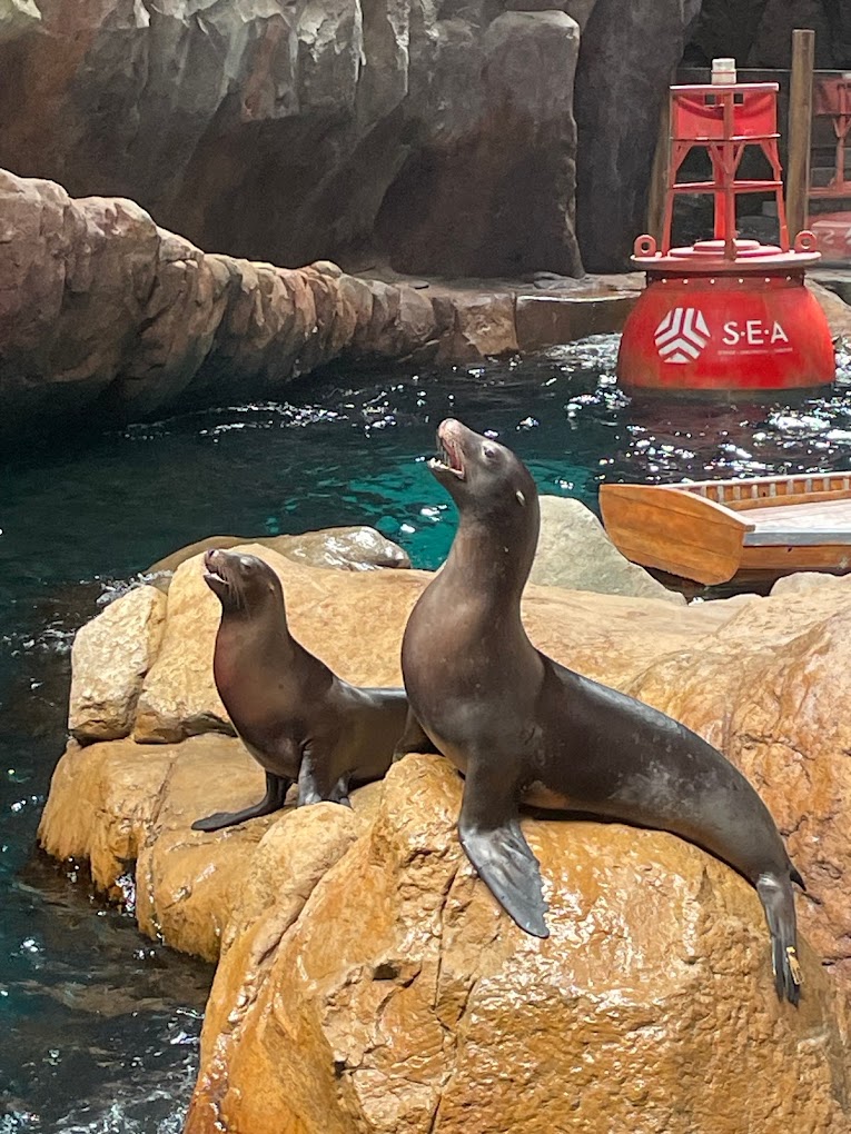 aals, abu dhabi ocean, adélie penguins, advanced animal lighting system, ahmed ibn majid, animals care center, antarctica, arctic, chinstrap penguin, eel racer, endless ocean, endless vista, explorer&039;s sea base, gentoo penguin, hypersphere 360, interactive, jelly plunge, kelp climb, king penguin, laszlo and oskar, live characters & performances, macaroni penguin, manta coaster, micro ocean, naham theater, octozoom!, one ocean, rockhopper penguin, rocky point, schooling fish, seaworld abu dhabi, the cave, tropical ocean, turtle twist, umberto’s, yas island, กระเบนทะเล, การแสดงโลมา, นกพัฟฟิน, นาคทะเล, ปลาไหลมอเรย์, ปูทะเล, พิพิธภัณฑ์สัตว์น้ำซีเวิลด์, ฟลามิงโก้, สัตว์ทะเล, อควาเรียมอาบูดาบี, อควาเรียมใหญ่ที่สุดในโลก, อาบูดาบี 2023, อุโมงค์ปลา, เกาะยาส, เที่ยว uae, เที่ยว uae 2023, แมวน้ำ, แอนตาร์กติกา, seaworld abu dhabi อควาเรียมเปิดใหม่ ใหญ่ที่สุดในโลก