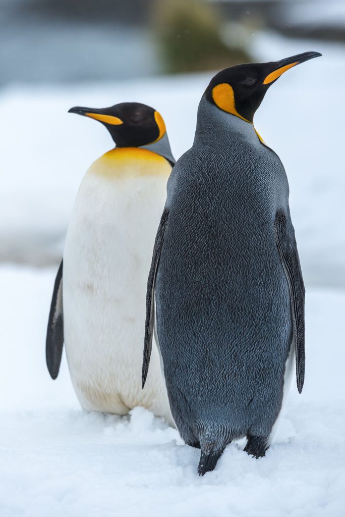 aals, abu dhabi ocean, adélie penguins, advanced animal lighting system, ahmed ibn majid, animals care center, antarctica, arctic, chinstrap penguin, eel racer, endless ocean, endless vista, explorer&039;s sea base, gentoo penguin, hypersphere 360, interactive, jelly plunge, kelp climb, king penguin, laszlo and oskar, live characters & performances, macaroni penguin, manta coaster, micro ocean, naham theater, octozoom!, one ocean, rockhopper penguin, rocky point, schooling fish, seaworld abu dhabi, the cave, tropical ocean, turtle twist, umberto’s, yas island, กระเบนทะเล, การแสดงโลมา, นกพัฟฟิน, นาคทะเล, ปลาไหลมอเรย์, ปูทะเล, พิพิธภัณฑ์สัตว์น้ำซีเวิลด์, ฟลามิงโก้, สัตว์ทะเล, อควาเรียมอาบูดาบี, อควาเรียมใหญ่ที่สุดในโลก, อาบูดาบี 2023, อุโมงค์ปลา, เกาะยาส, เที่ยว uae, เที่ยว uae 2023, แมวน้ำ, แอนตาร์กติกา, seaworld abu dhabi อควาเรียมเปิดใหม่ ใหญ่ที่สุดในโลก